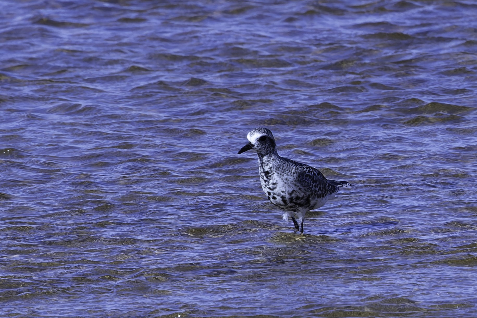 BlackBelliedPlover.jpg