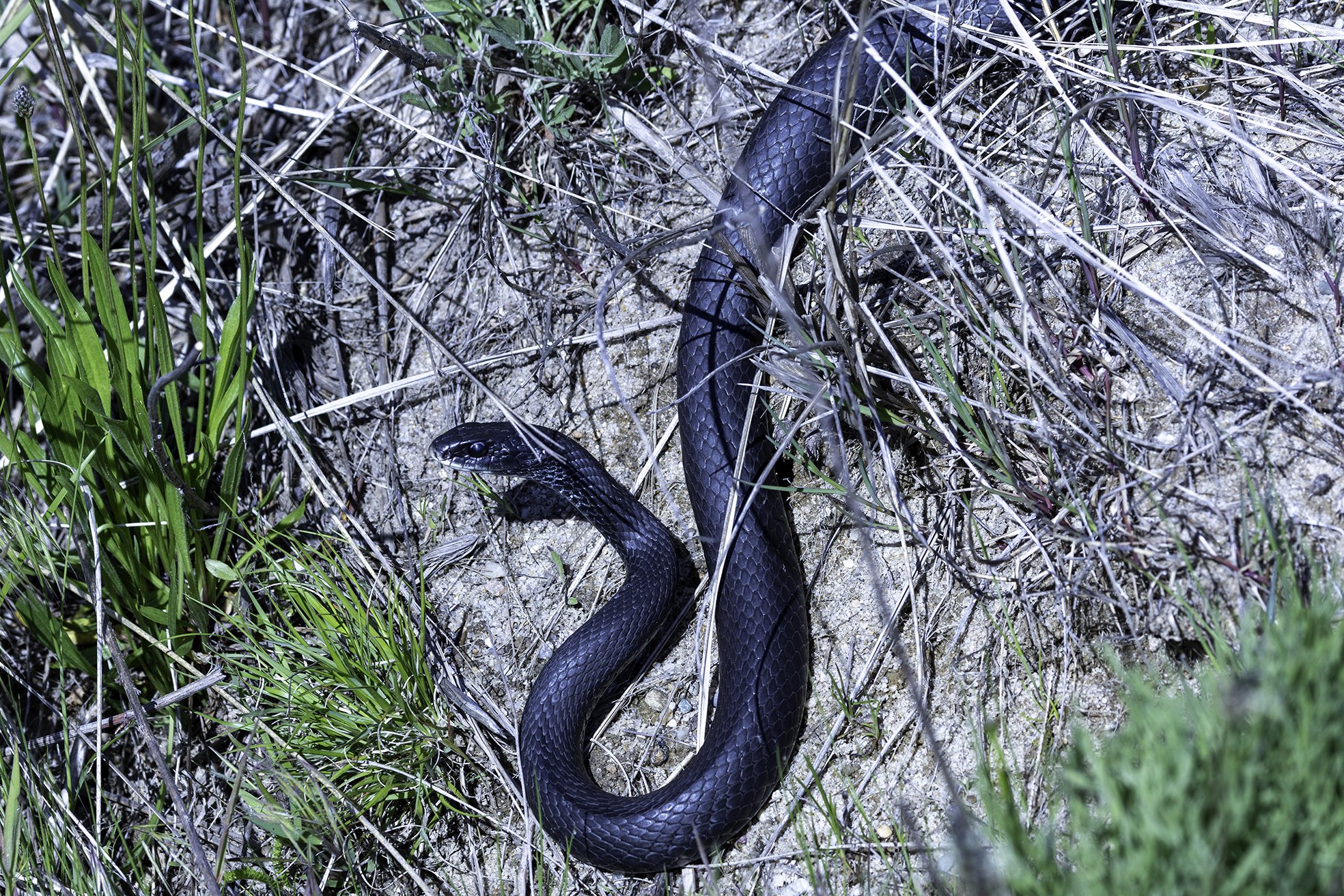 BlackRacerSnake.jpg
