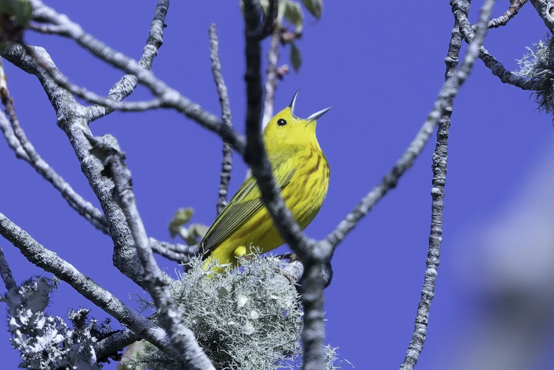YellowWarbler.jpg