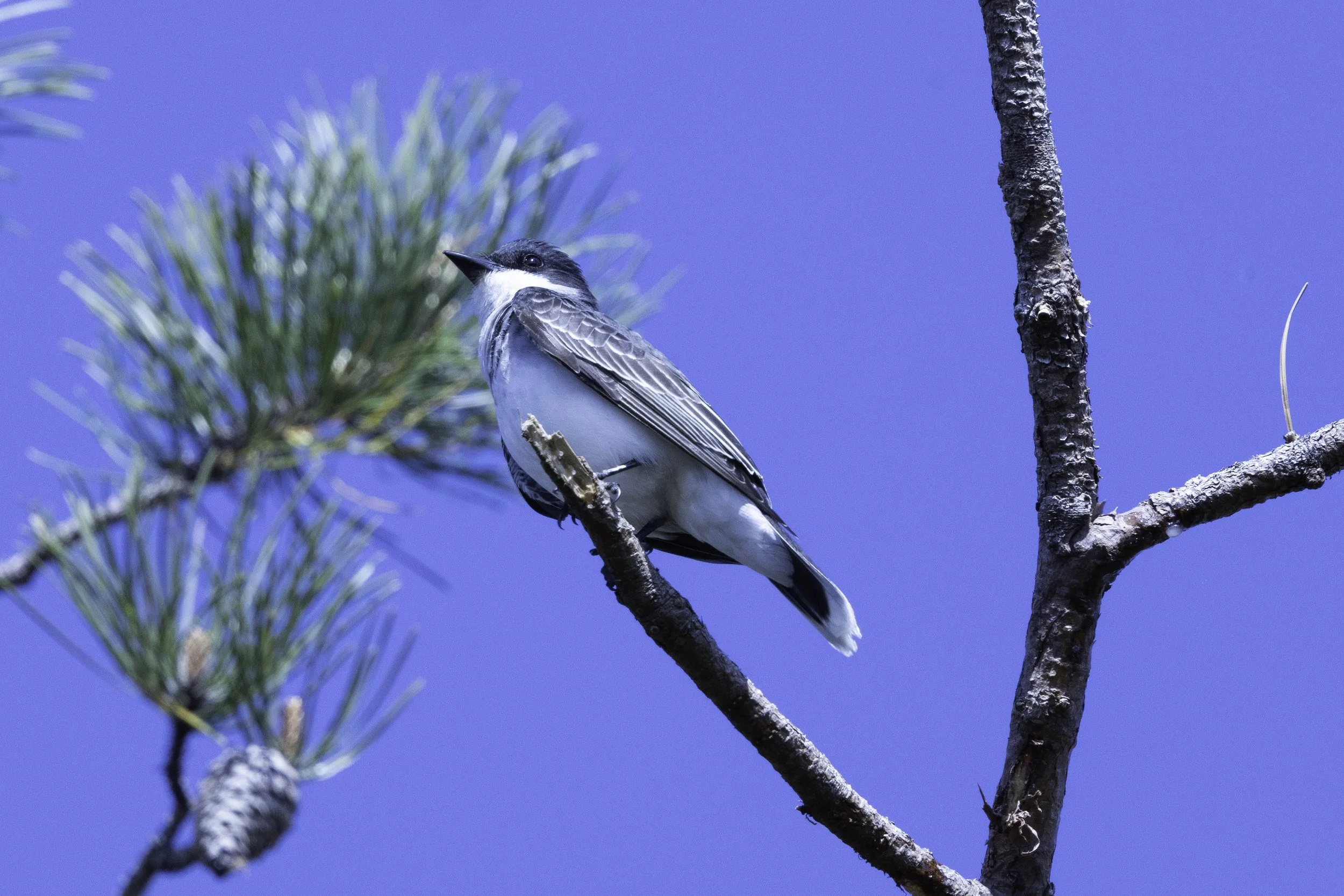 EasternKingBird.jpg