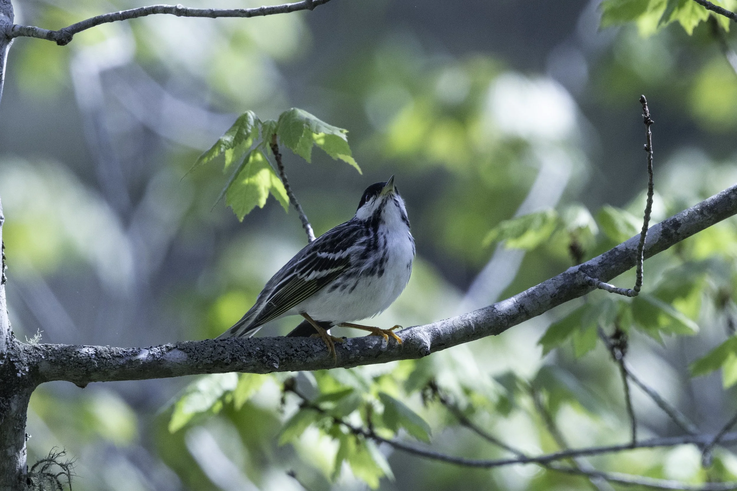 BlackpolWarbler.jpg