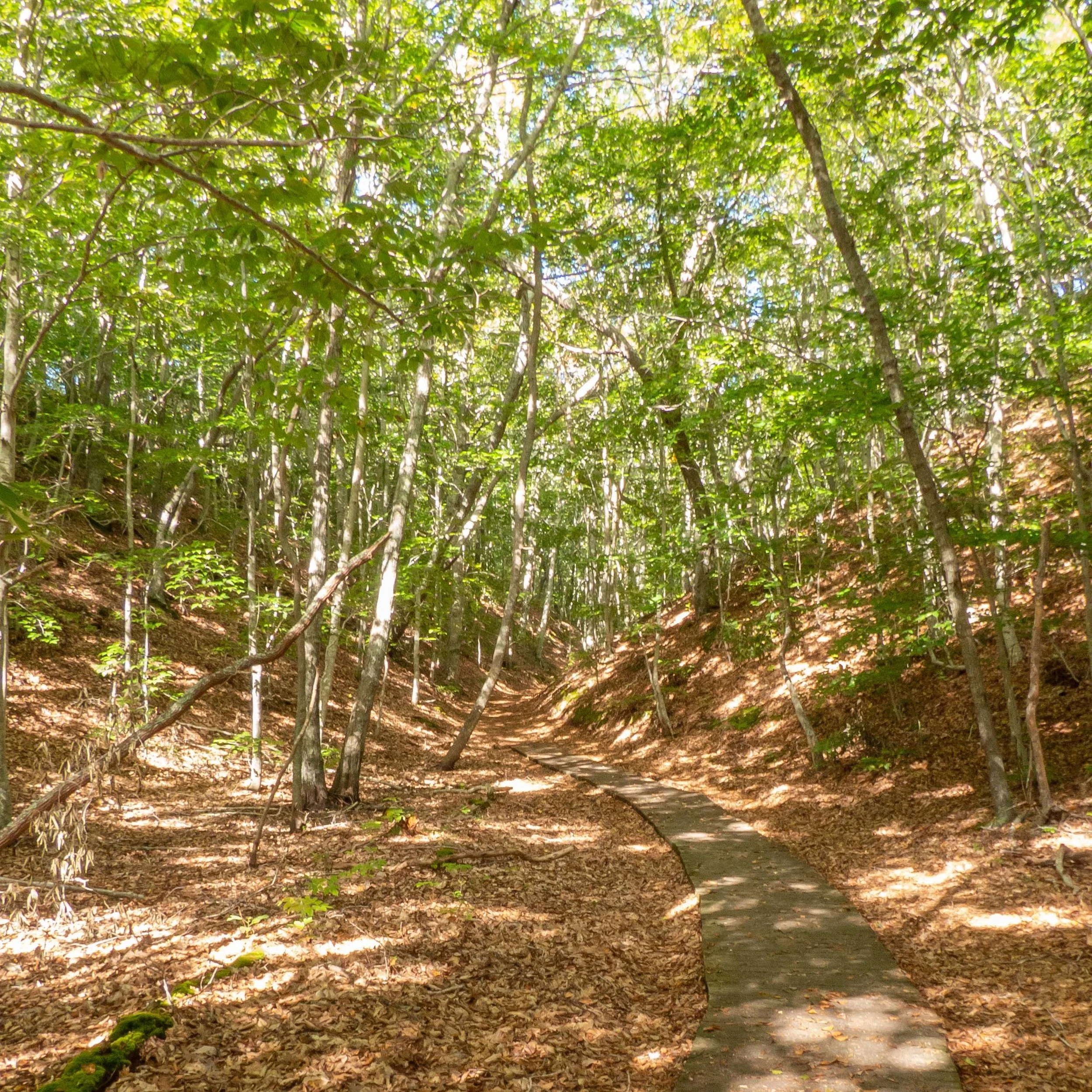 HCT and PCT: Tree and Shrub Identification Field Class at the Beech Forest