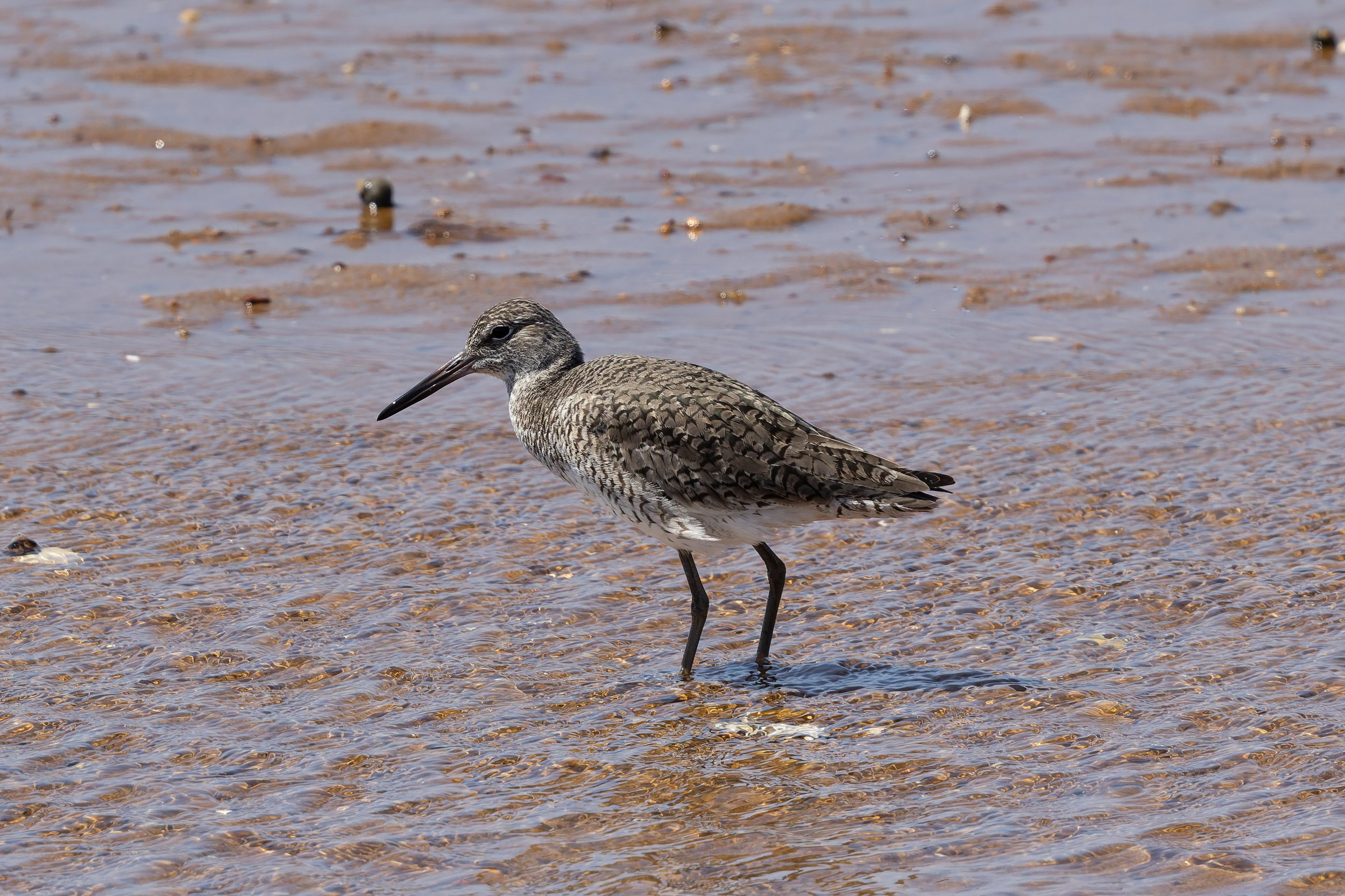 NATURE WALK: Summer Shorebird Walks with Elliot Dziedzic