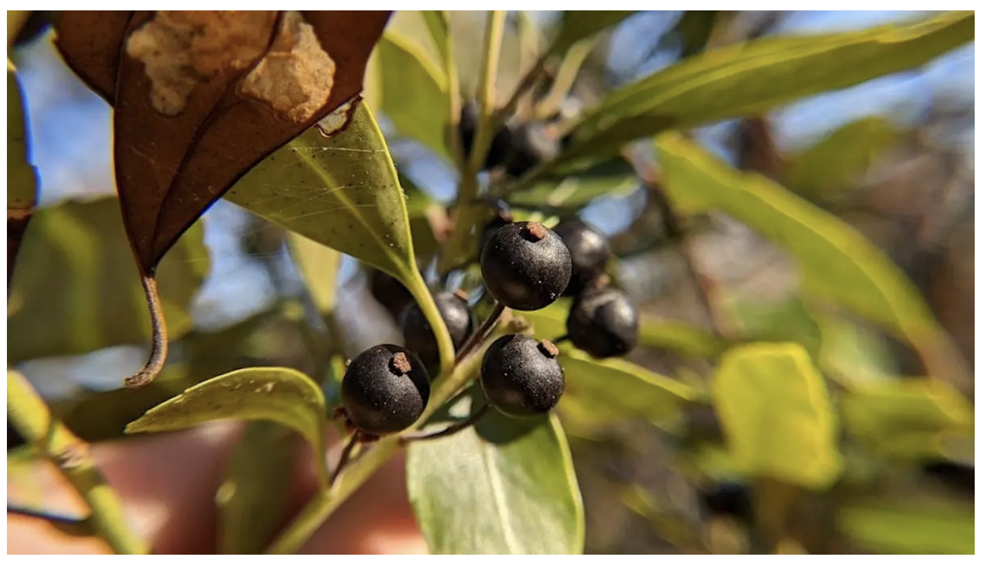 NATURE ACTIVITY: Tracking Plants and Wildlife in a Changing Climate