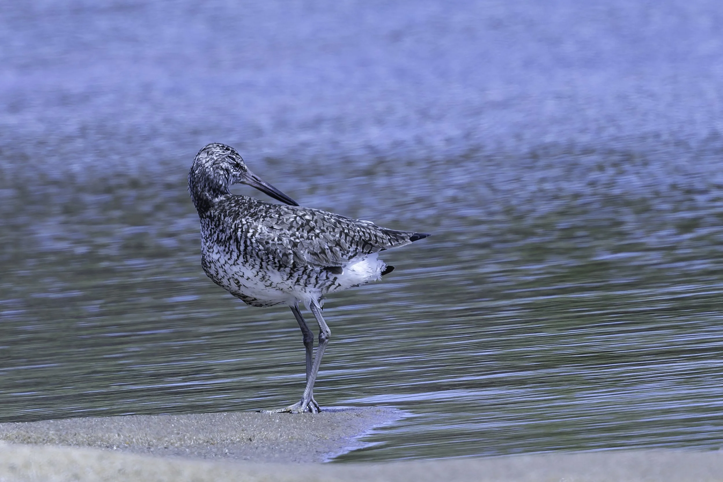 Willet_Beach.jpg