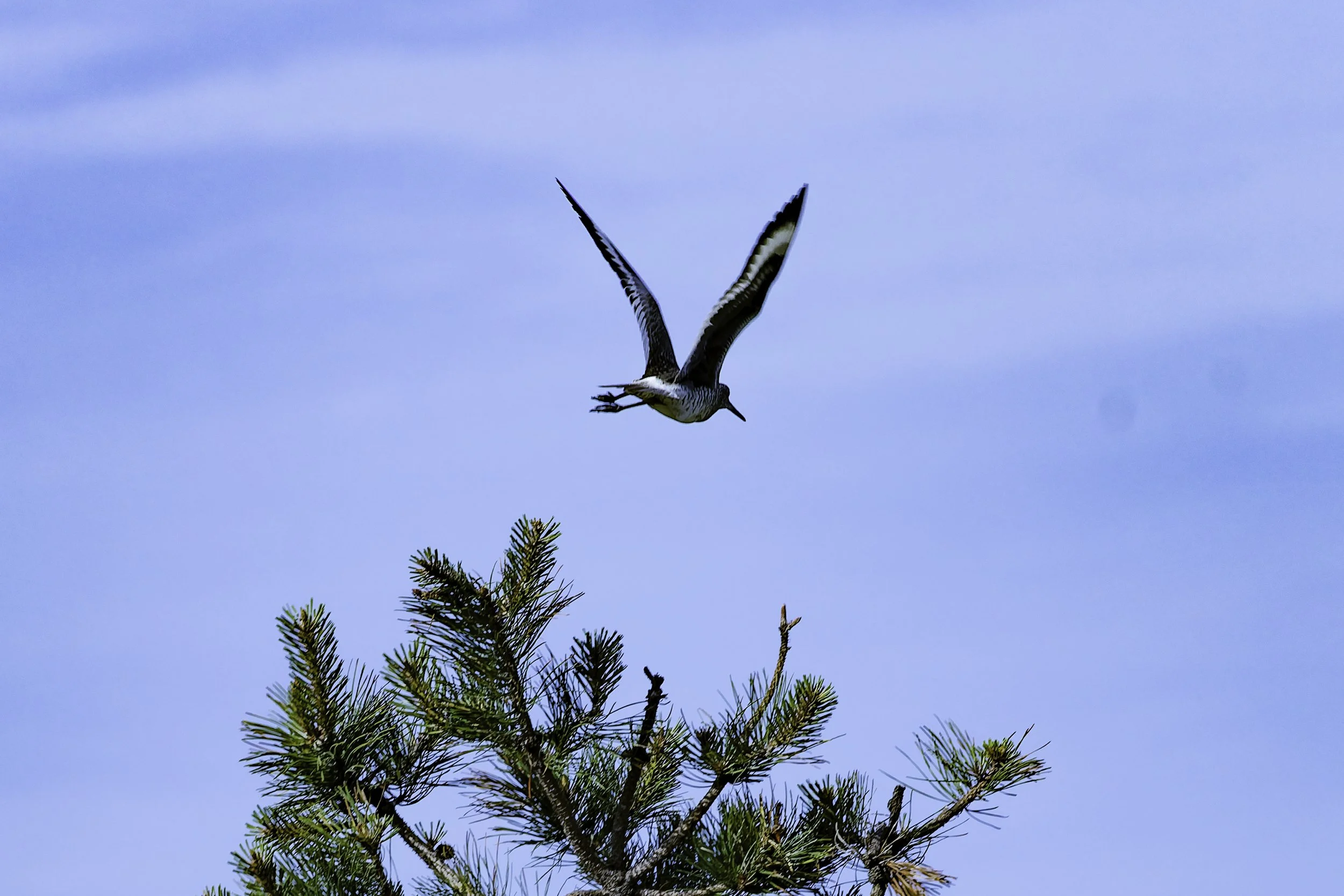 Willet_fromtree.jpg