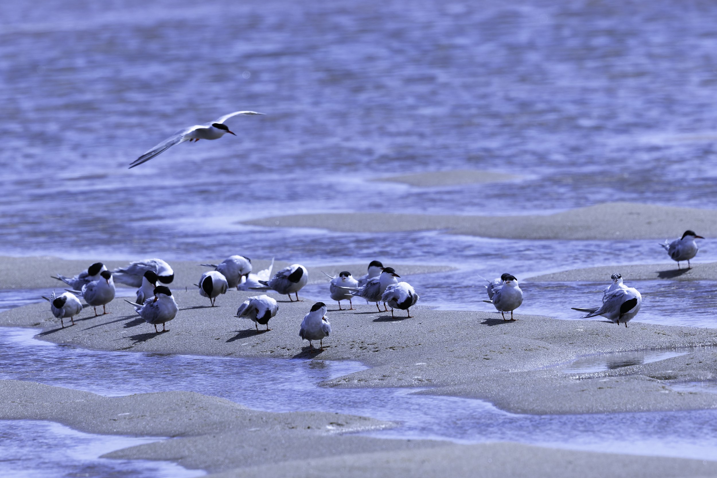 Terns1.jpg