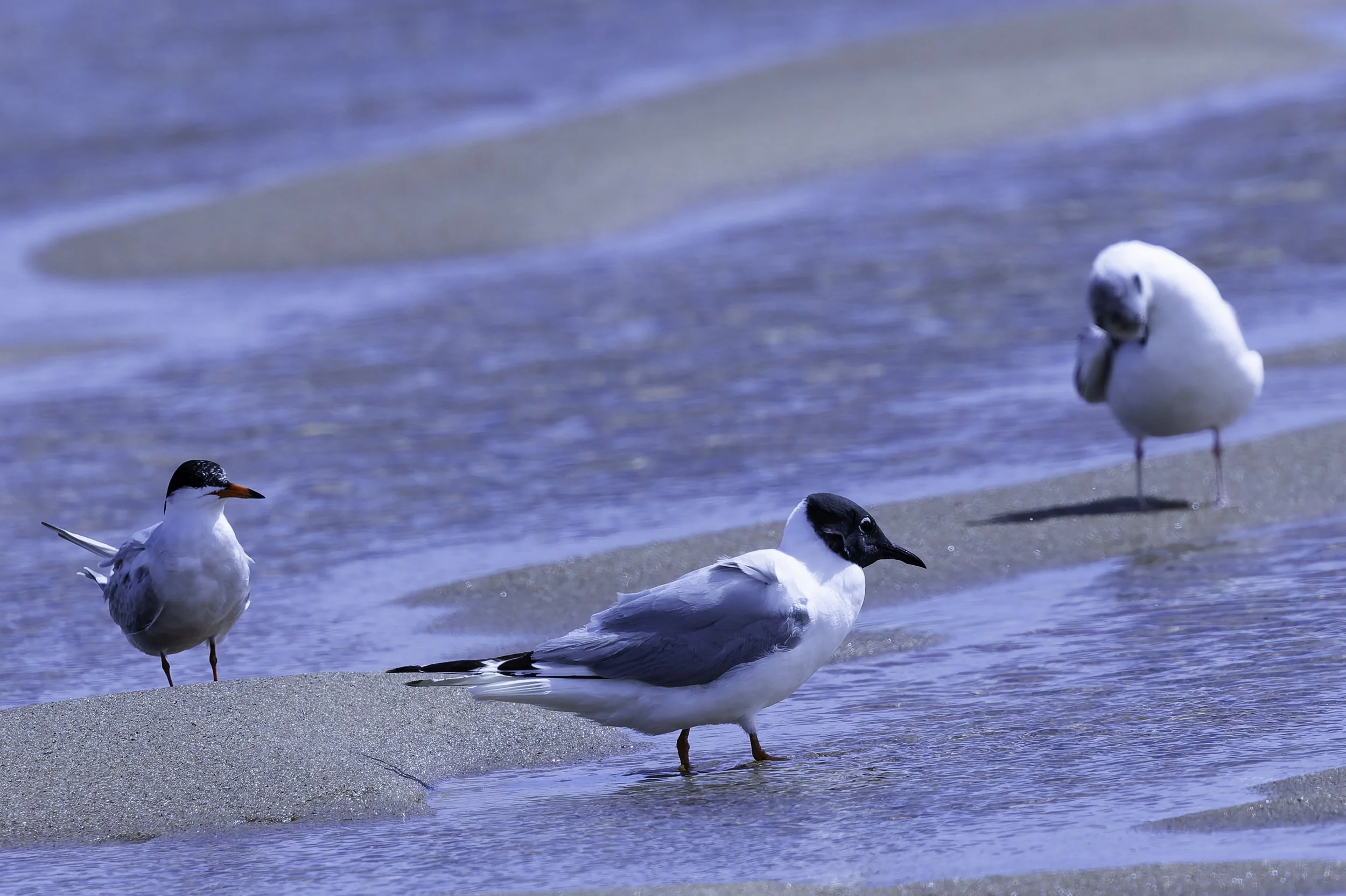 Tern_Bonaparte_BlackHeadedGull.jpg