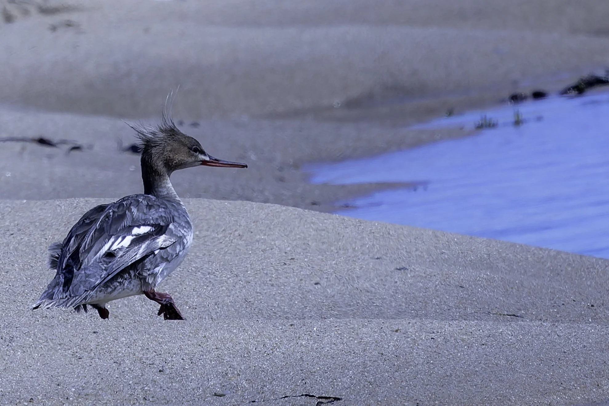 RedBreastedMerganser.jpg