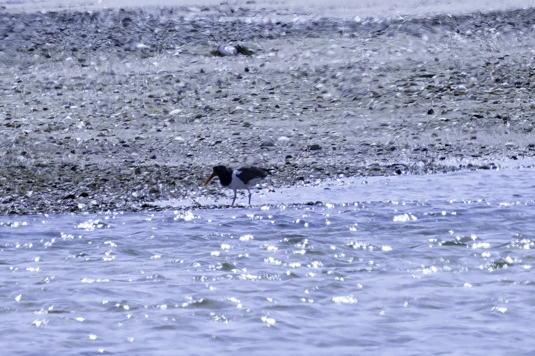 OysterCatcher.jpg