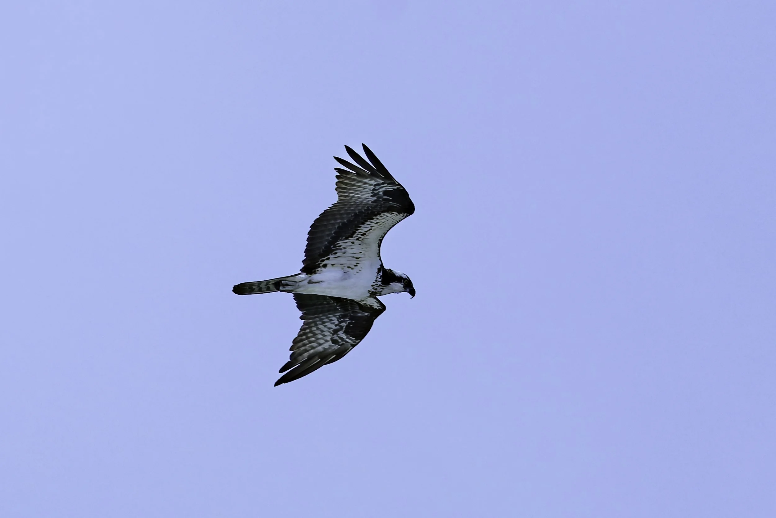 Osprey.jpg