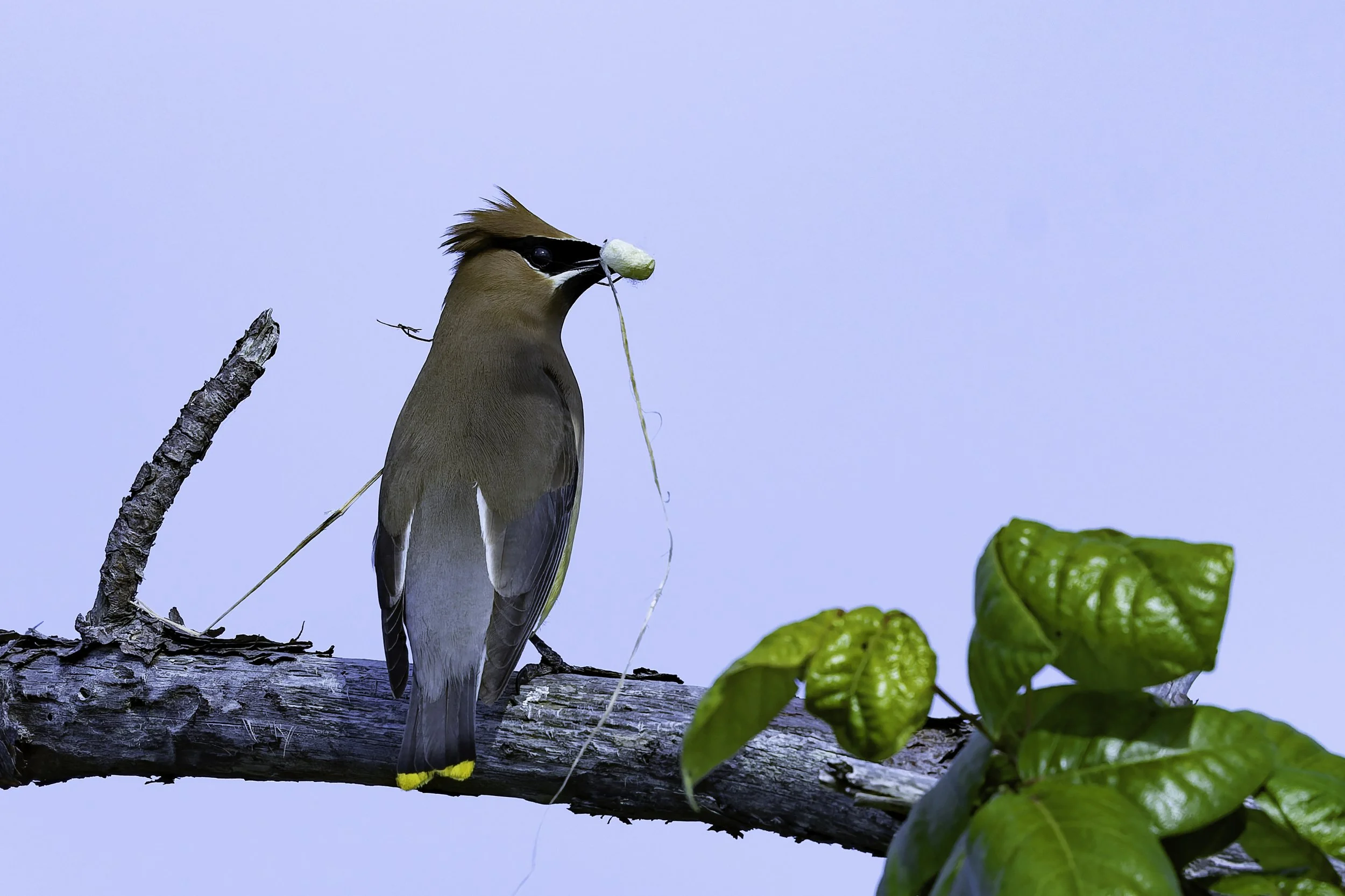 Cedarwaxwing_2.jpg