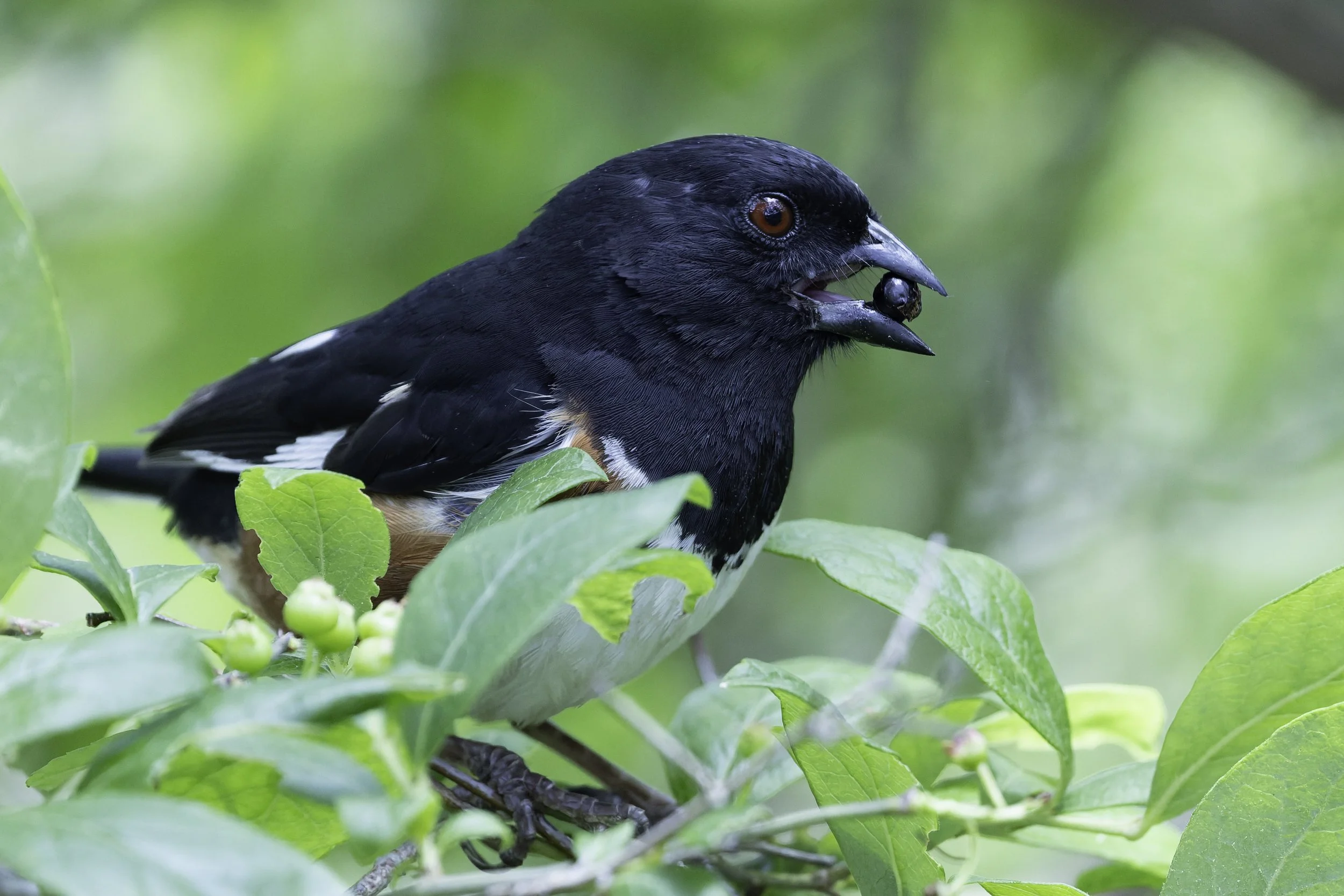 EasternTowhee.jpg