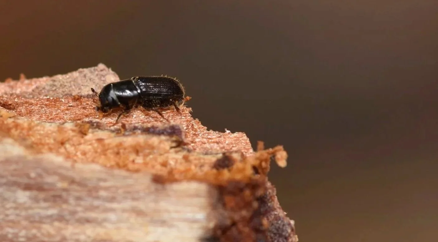Another Forest Threat: The Southern Pine Beetle