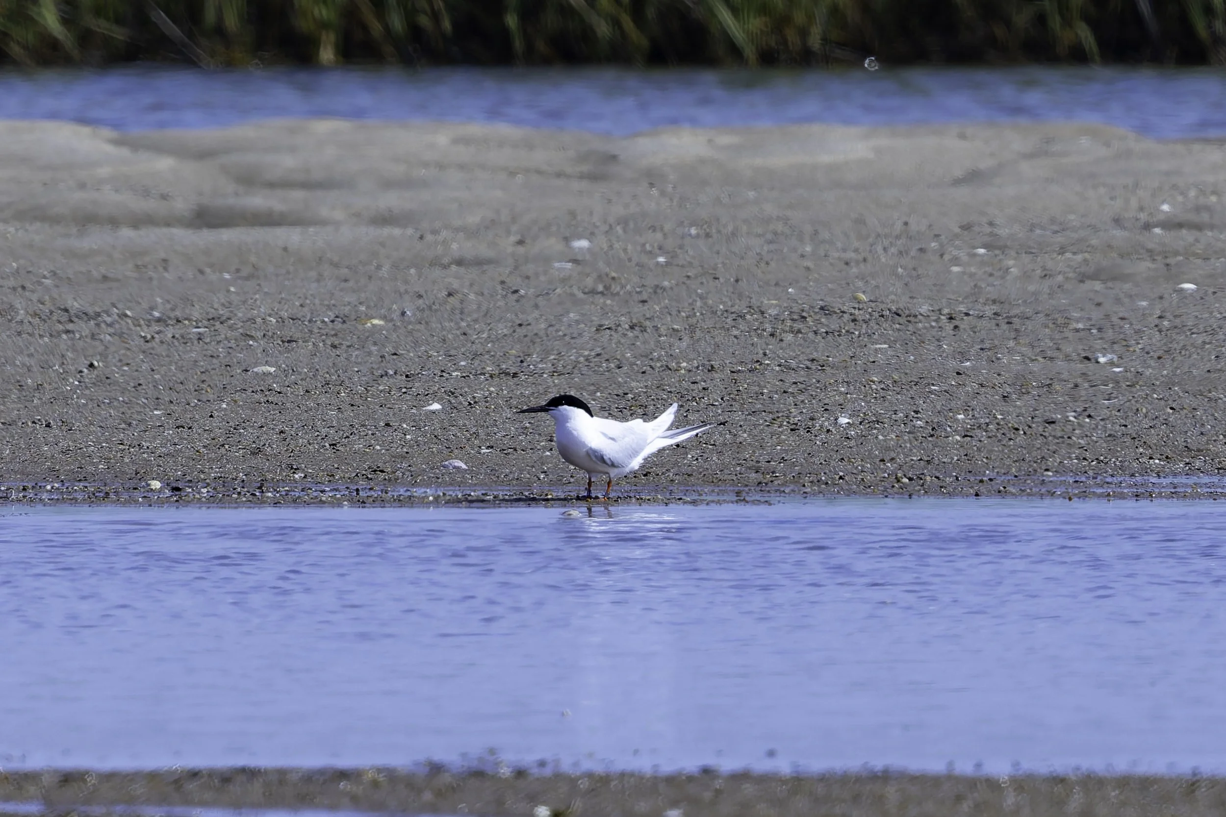 RoseateTern.jpg