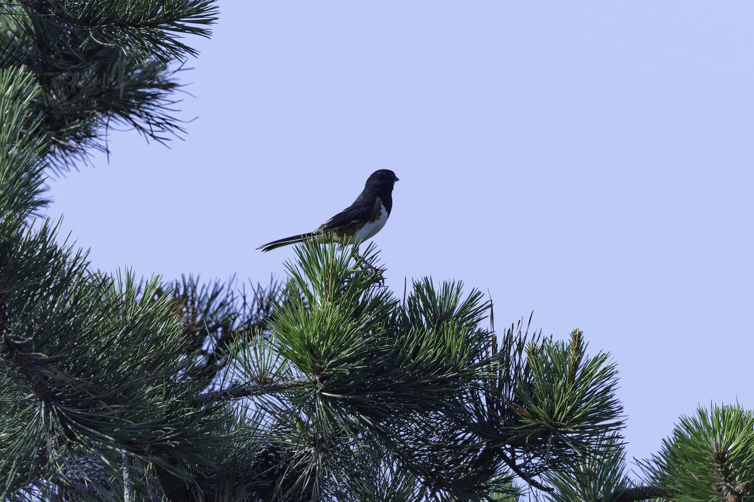 EasternTowhee.jpg
