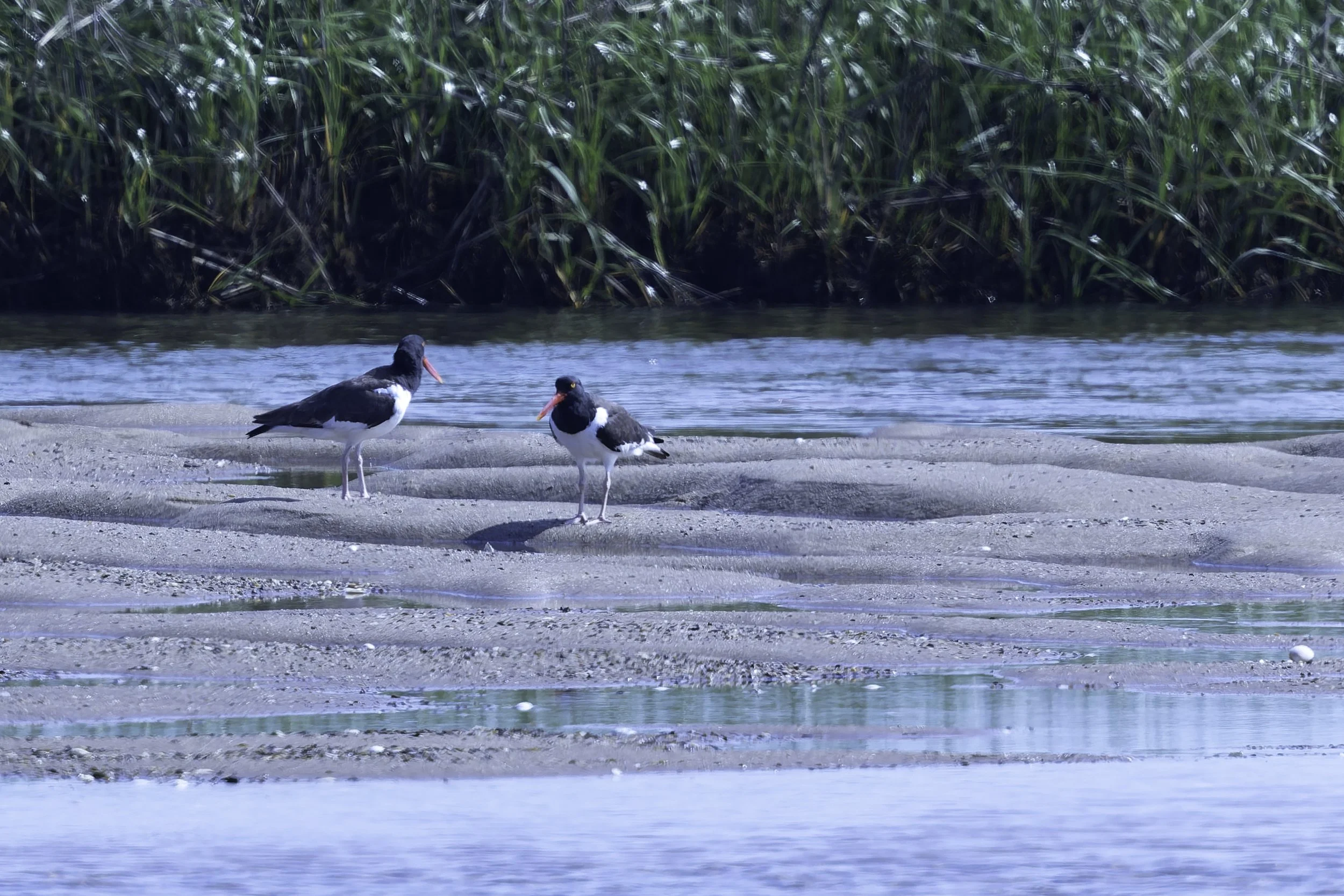 Oystercatchers.jpg