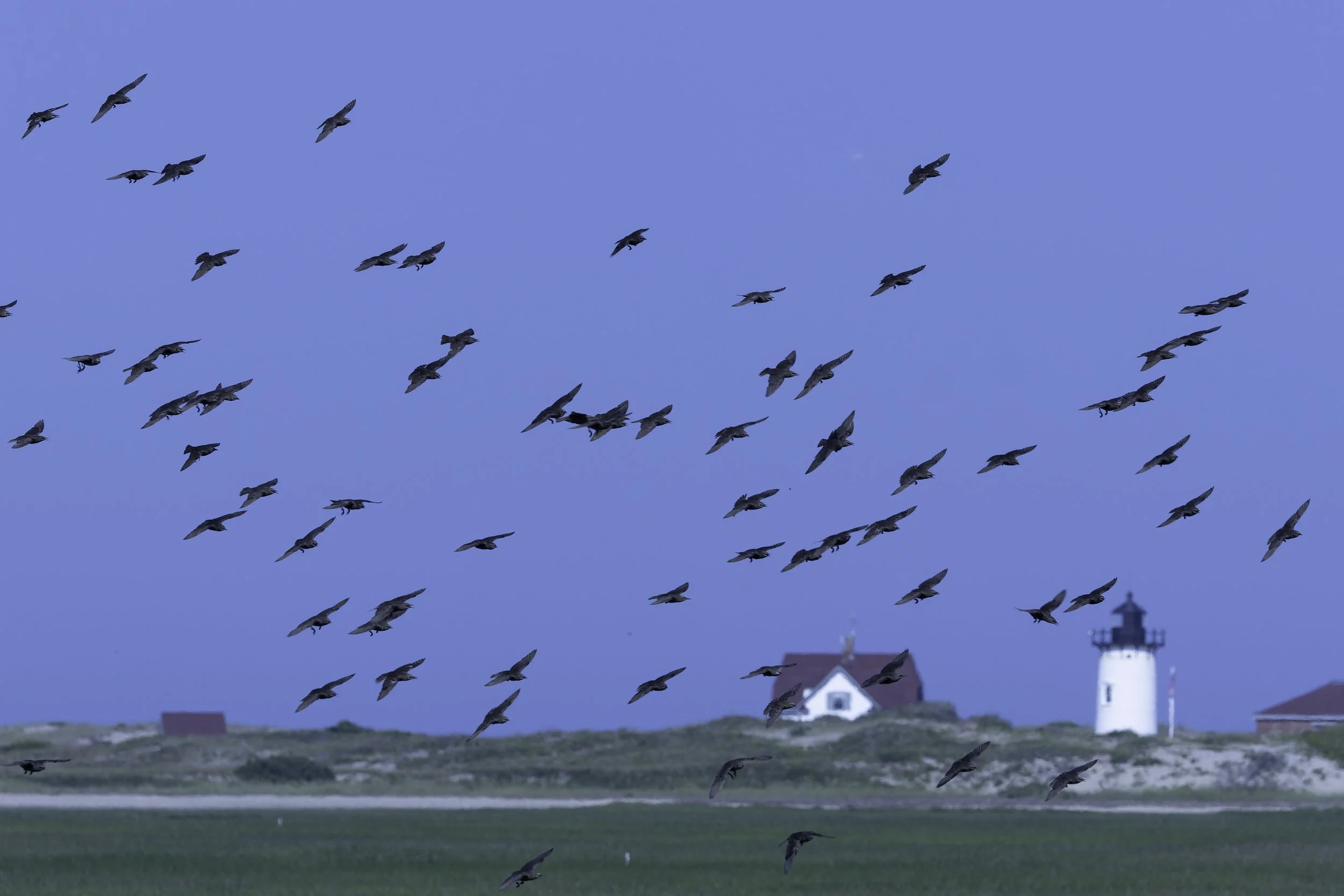 EuropeanStarlings2.jpg