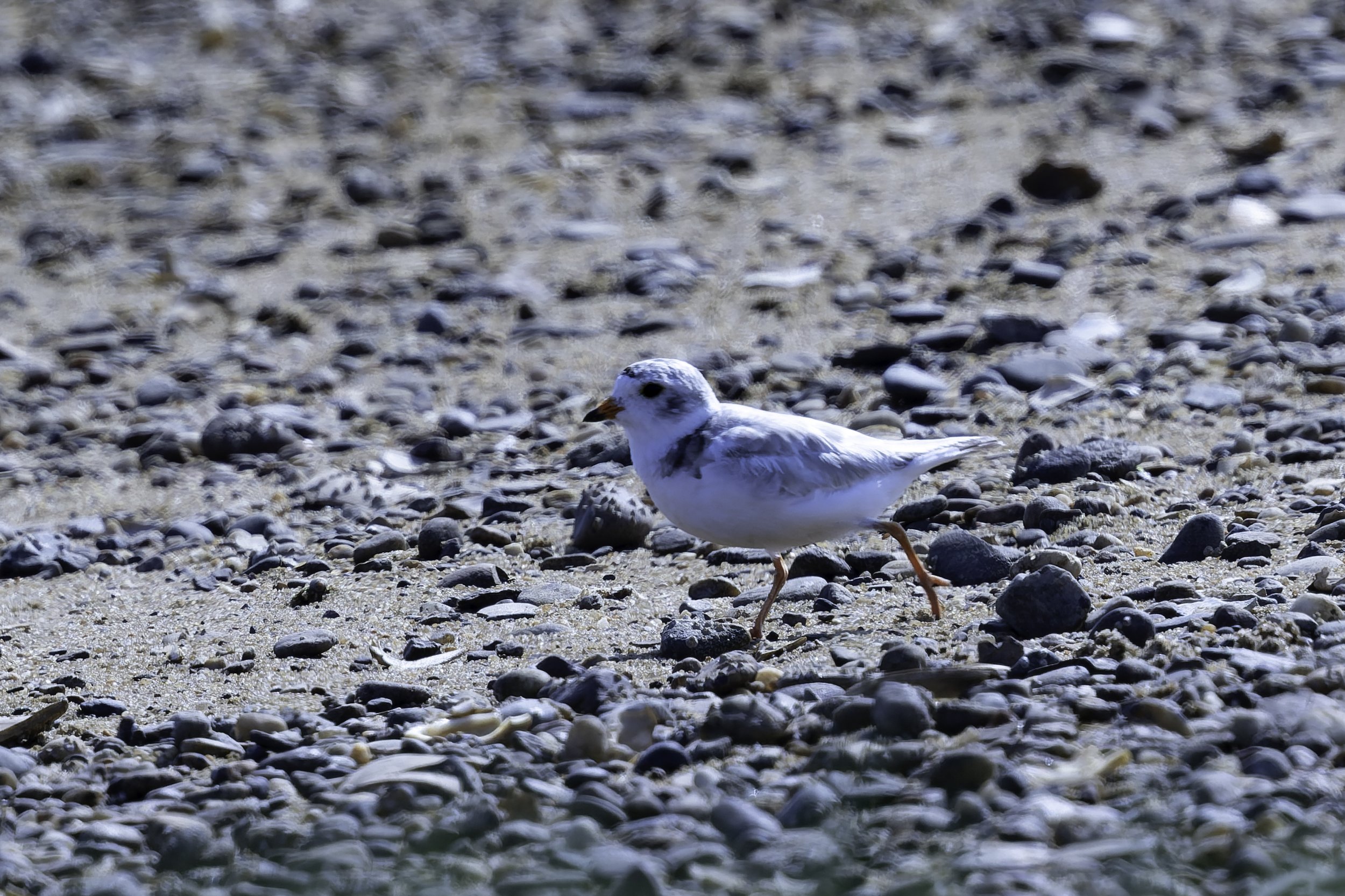 PipingPlover1.jpg