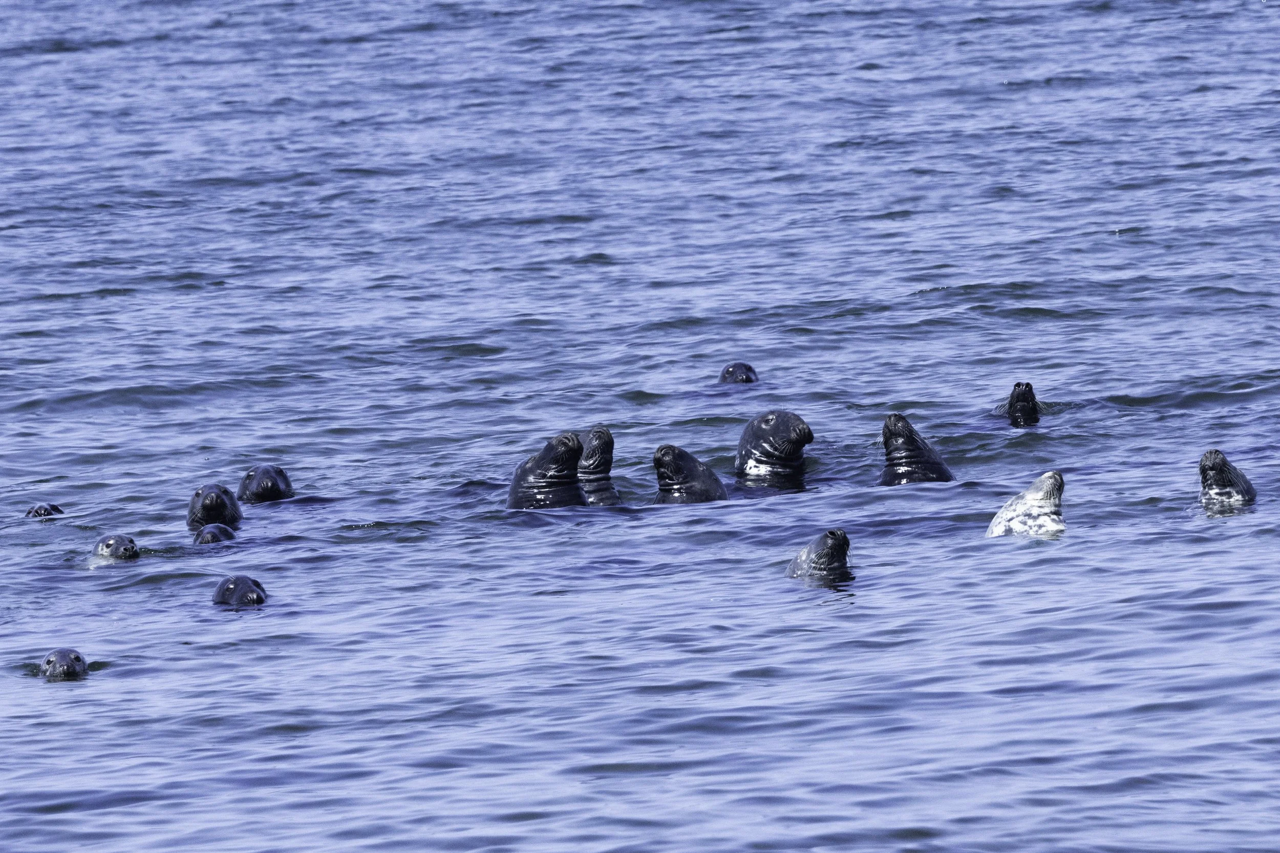 Seals.jpg