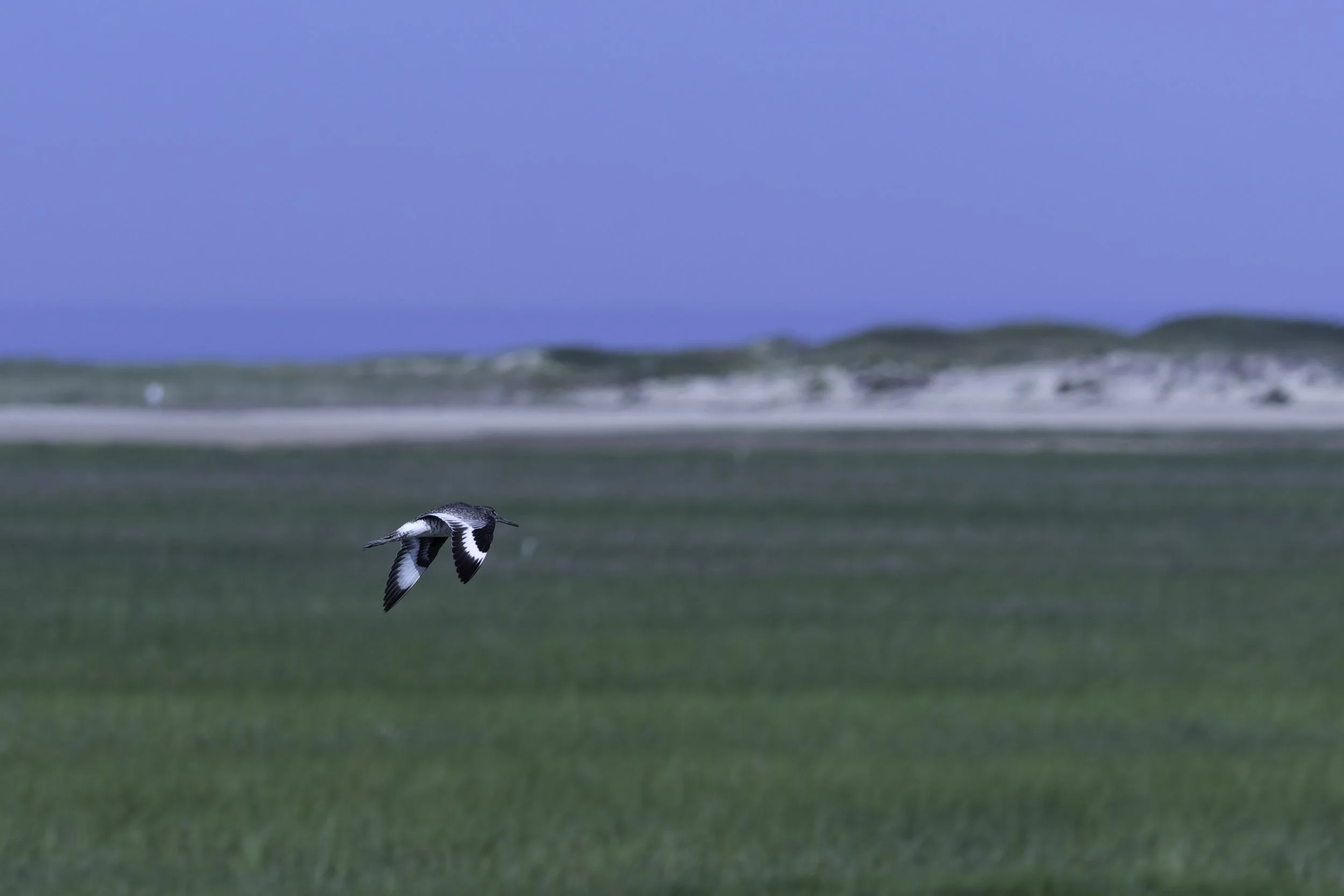 Willet1.jpg