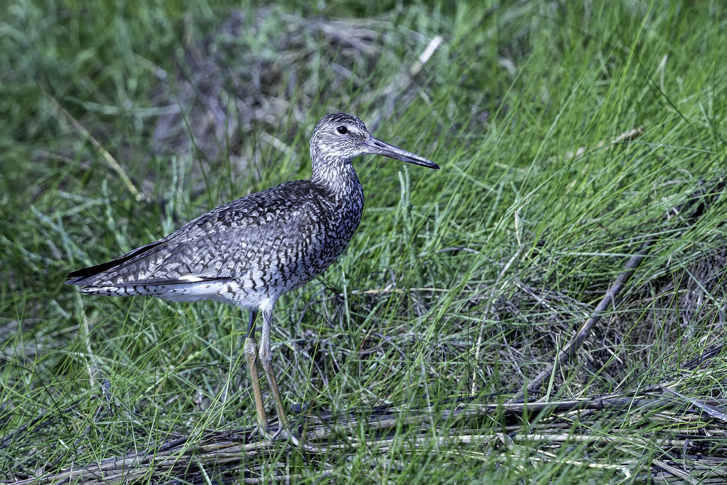 Willet2.jpg