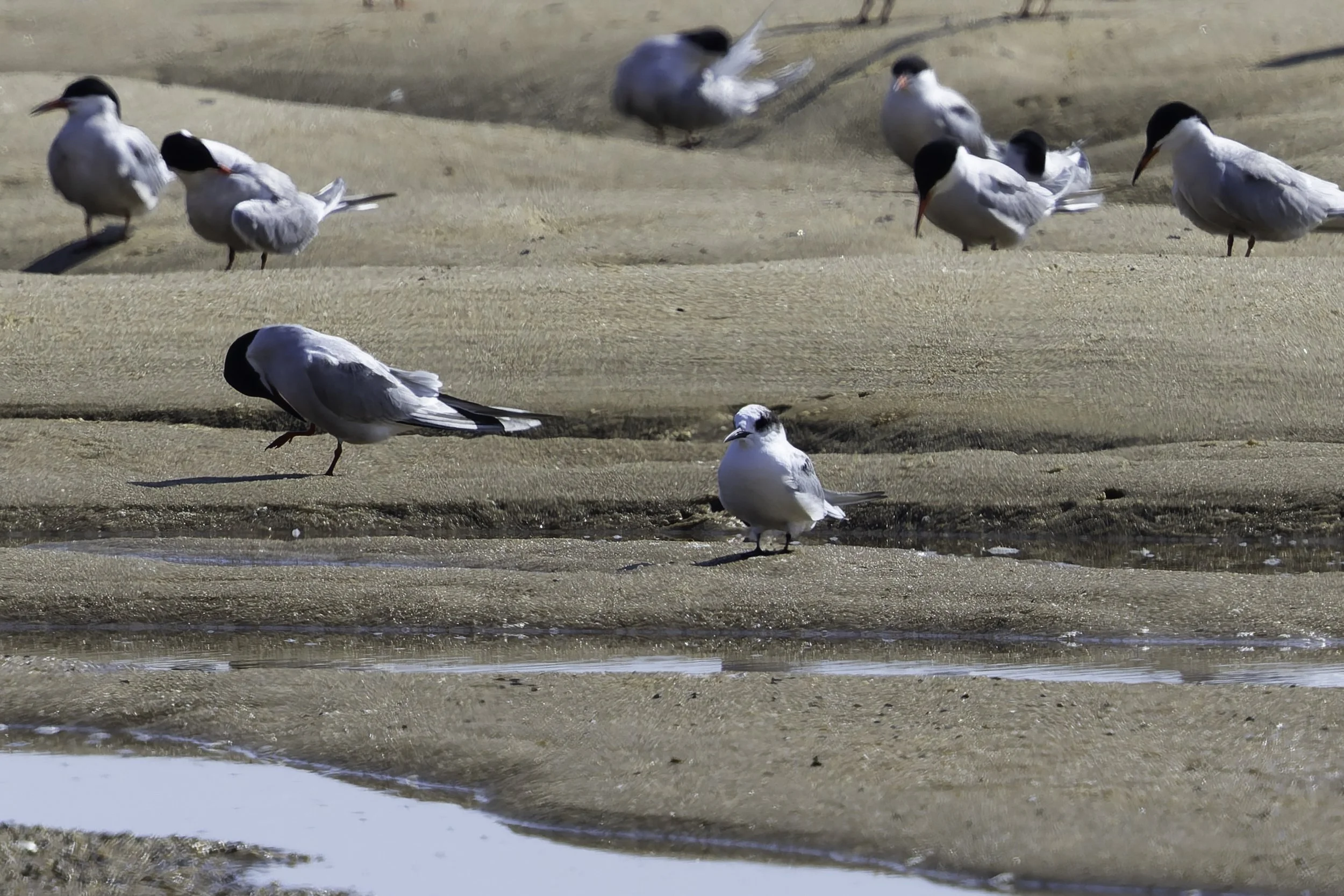 ArcticTern2.jpg