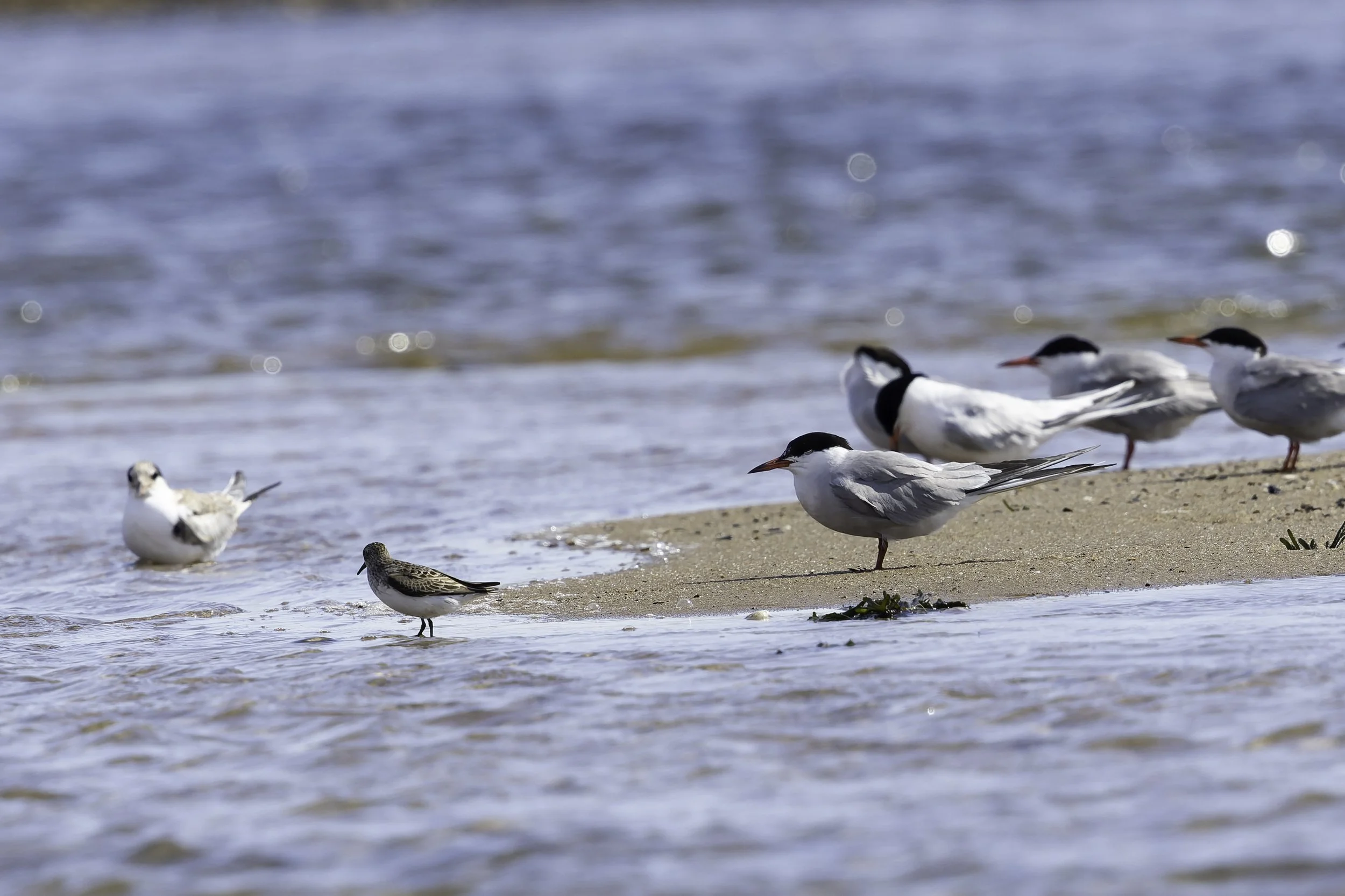 Dowicher with RoseateTern (Bright white Background) and Common Tern
