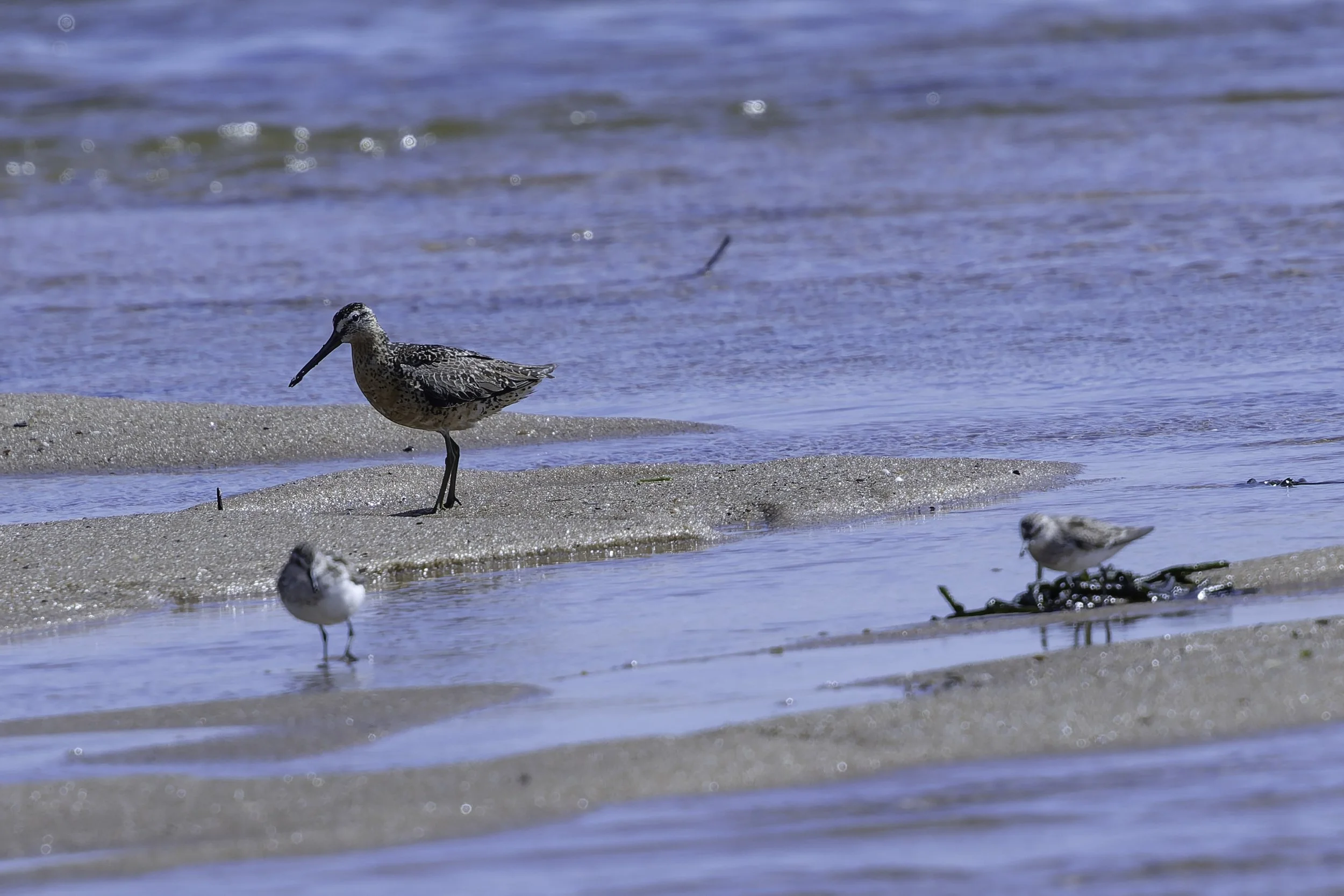 Dowicher and Semipalmated Sandpipers