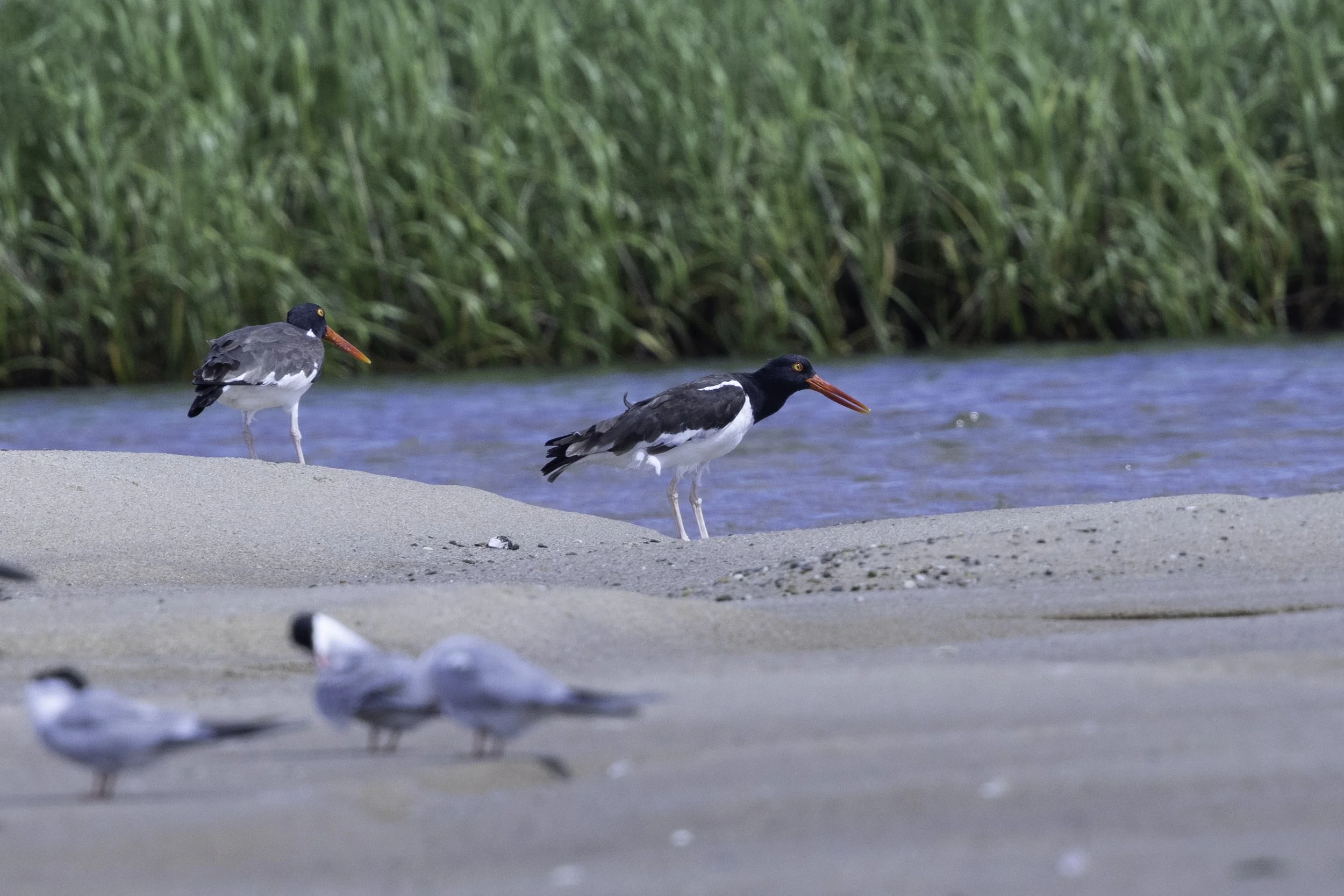 OysterCatcher.jpg