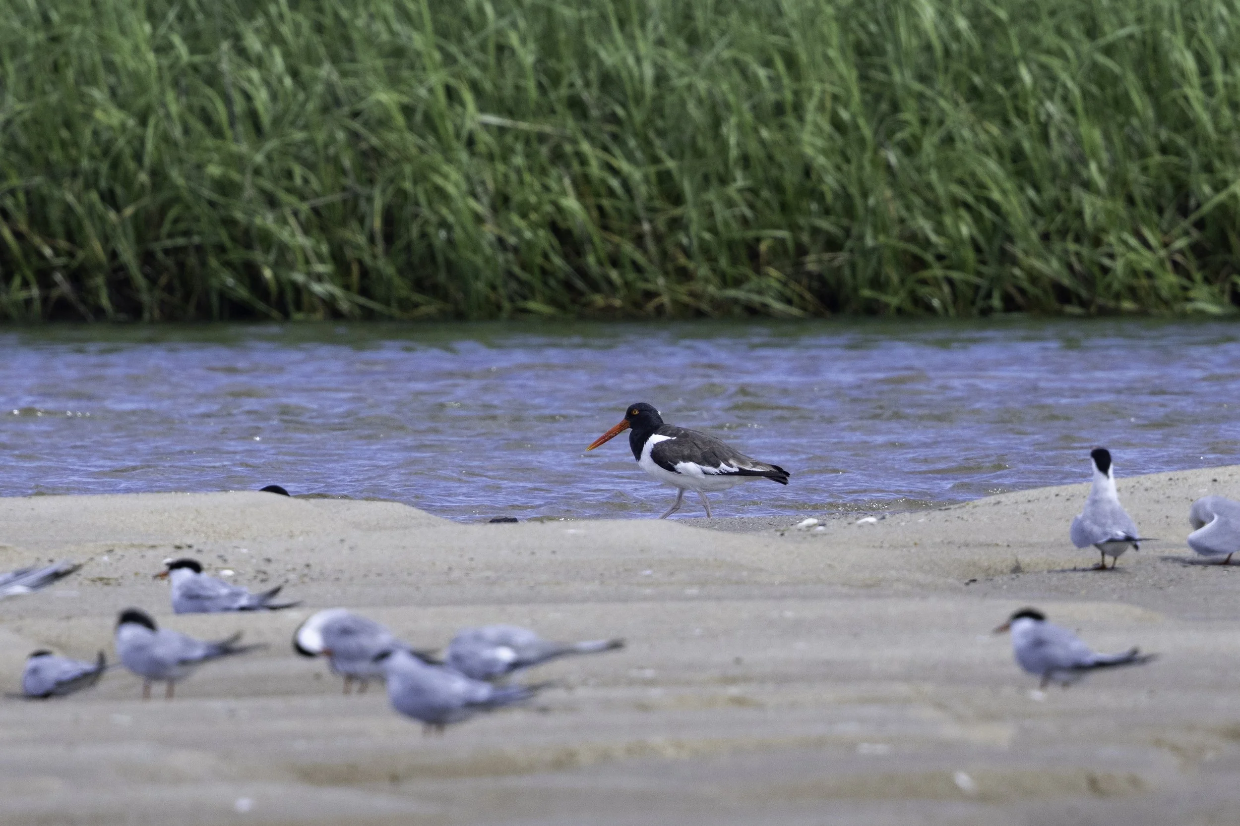 OysterCatcher2.jpg