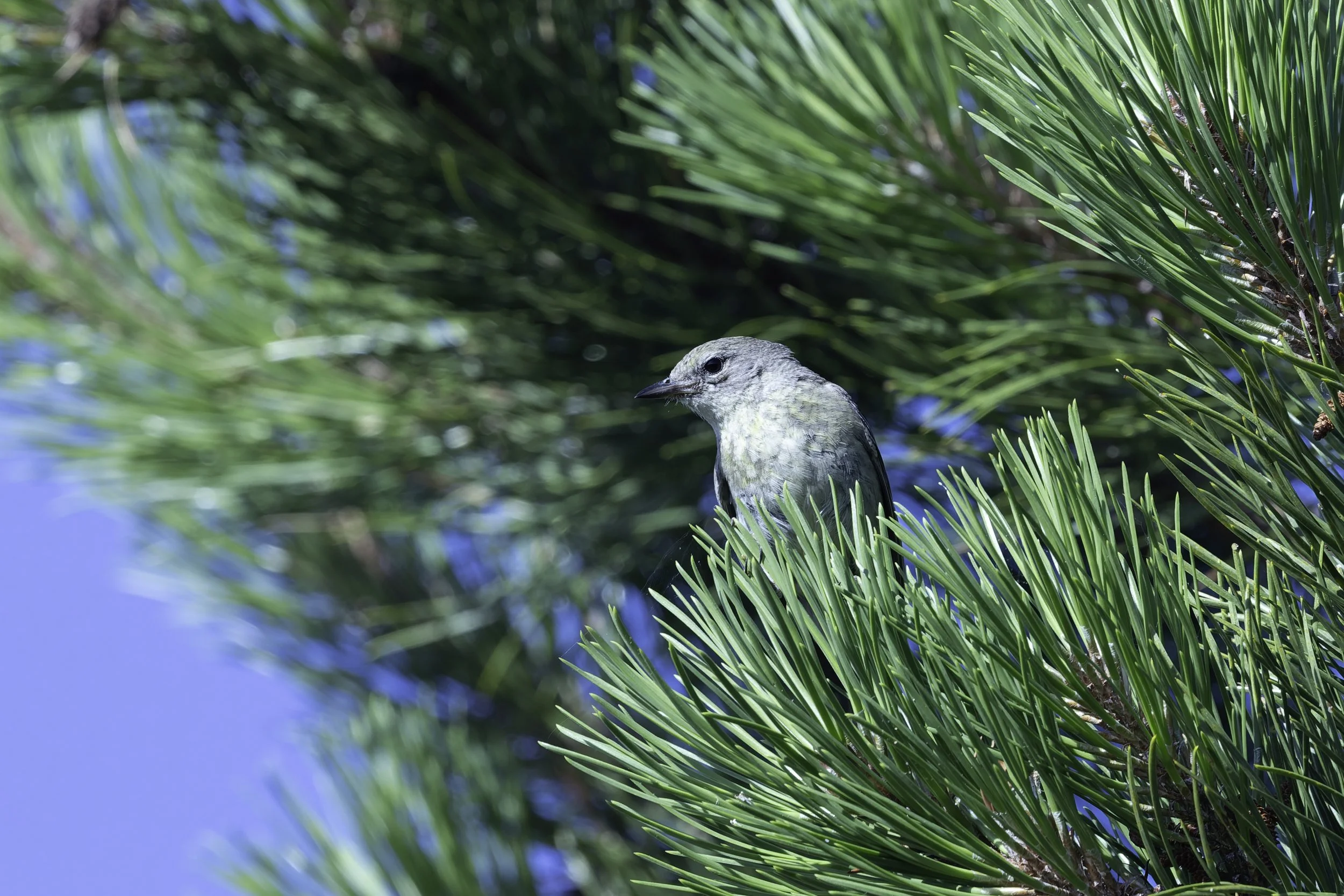 PineWarbler.jpg