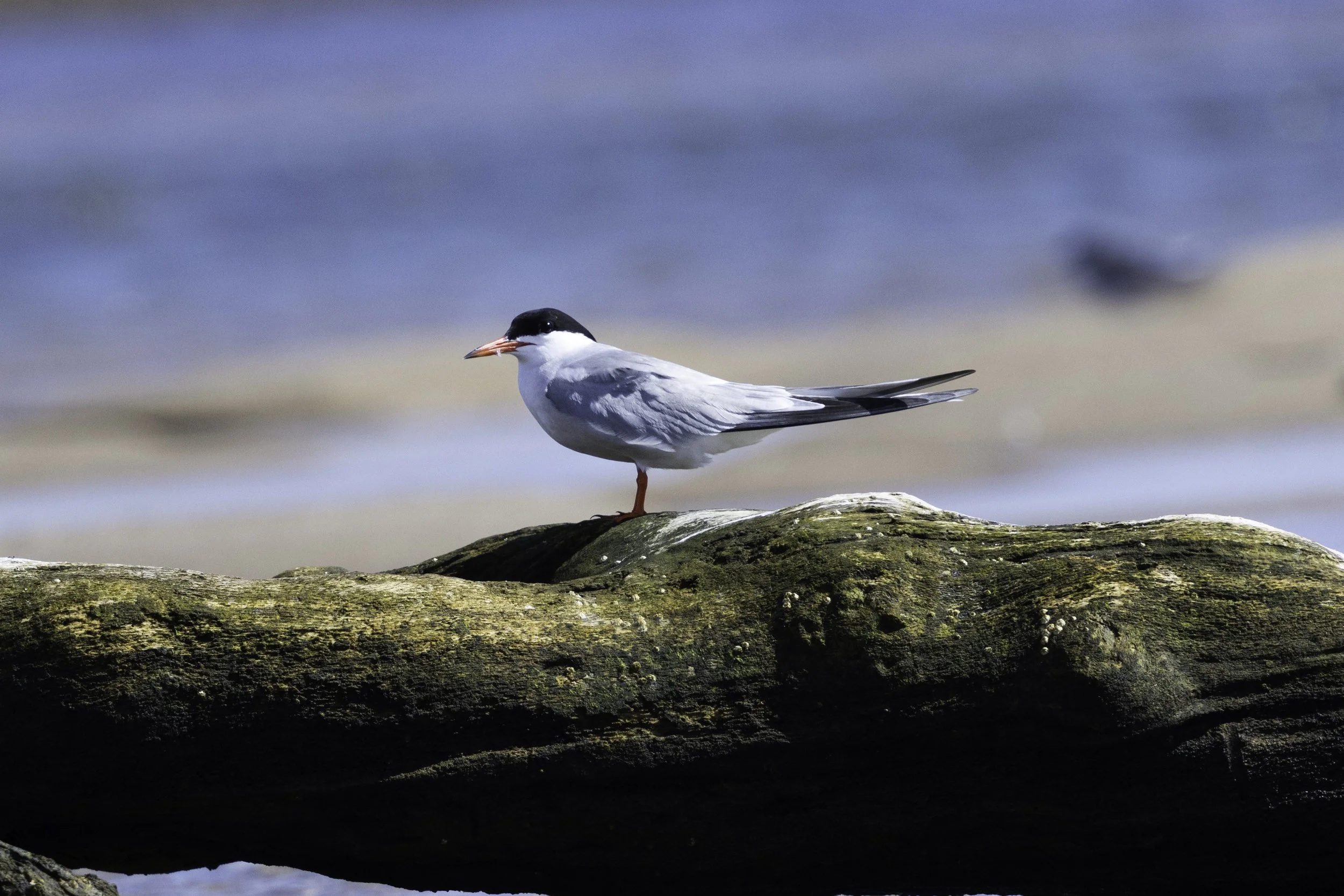 Common Tern on Log