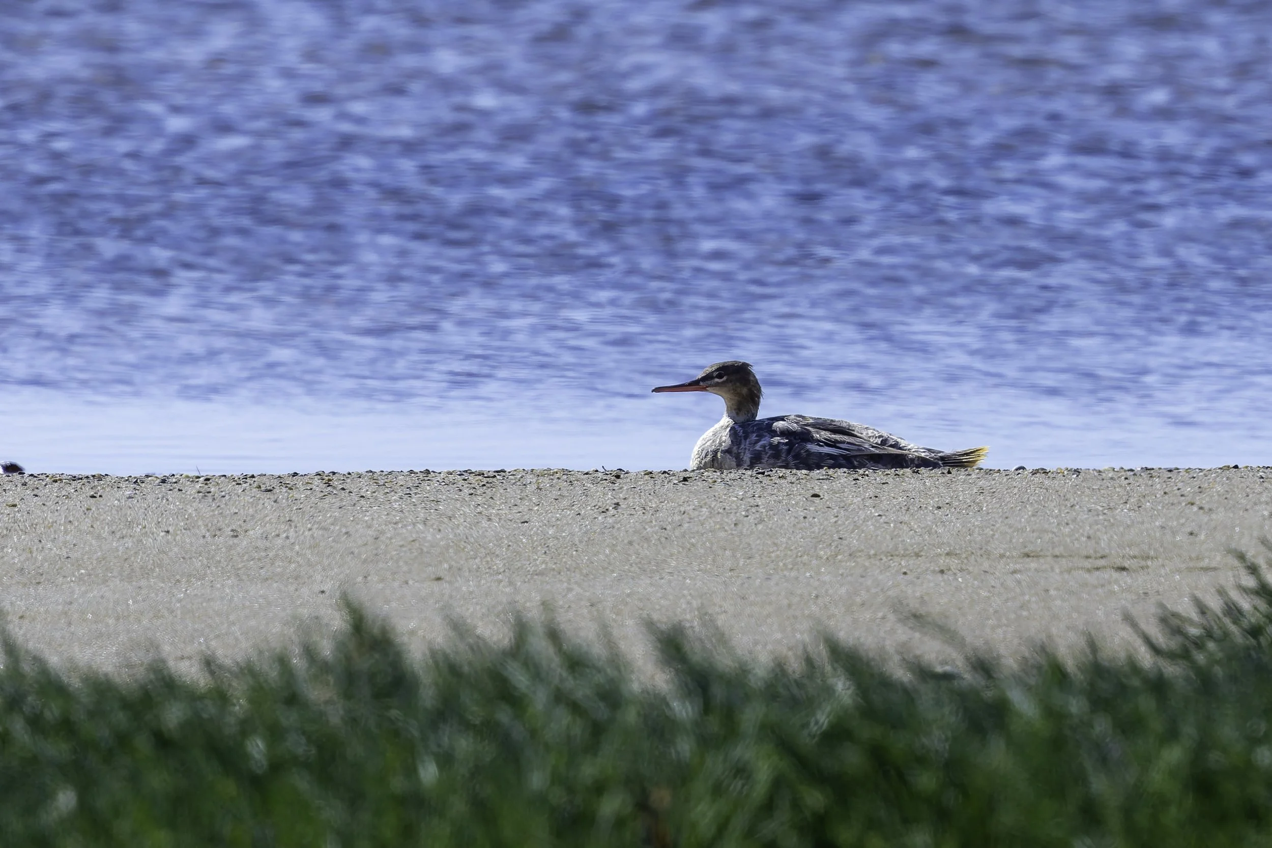 RedBreastedMerganser.jpg