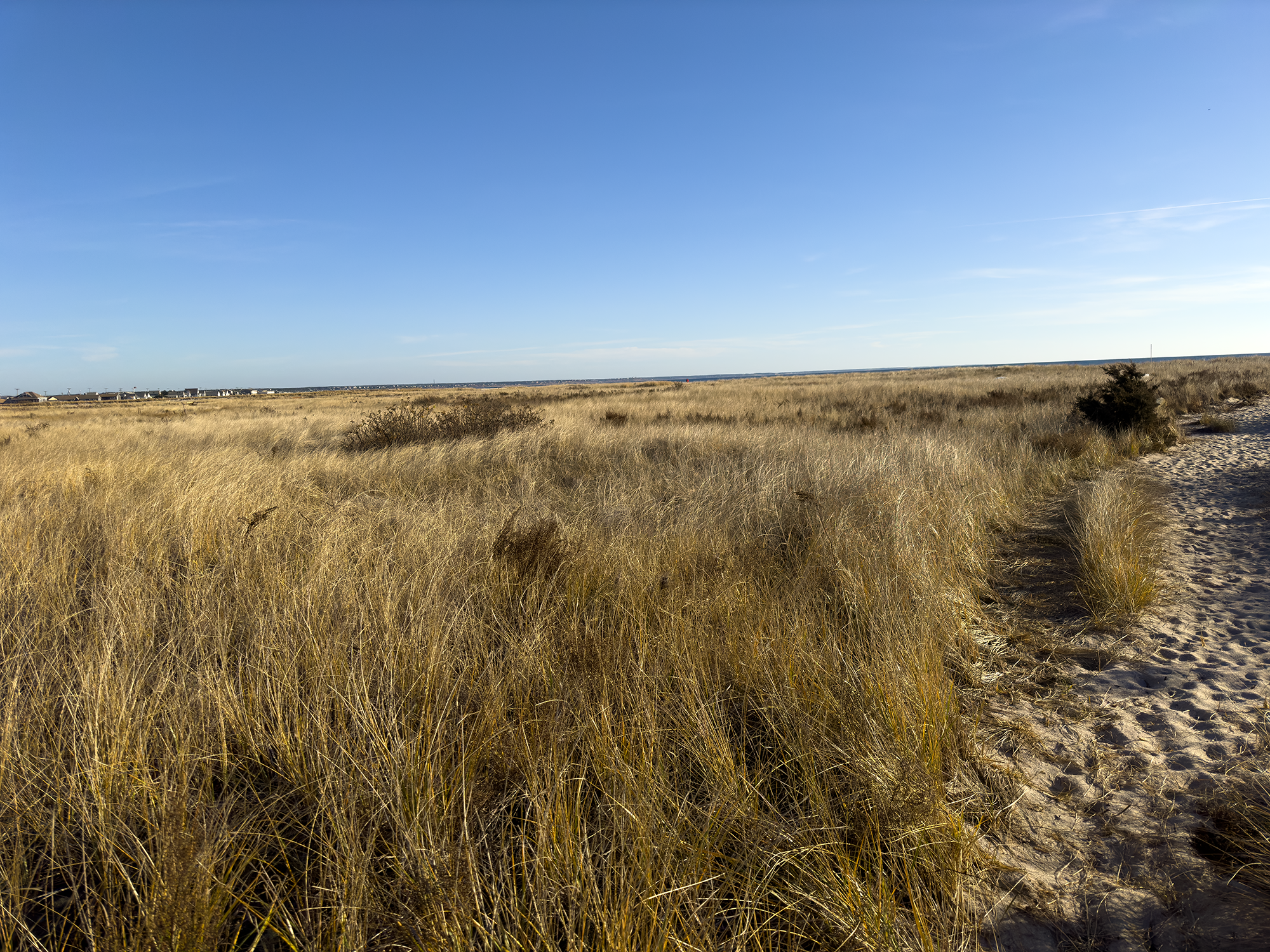 The Importance of Beachgrass and Eelgrass to Provincetown's Coastal Ecosystems