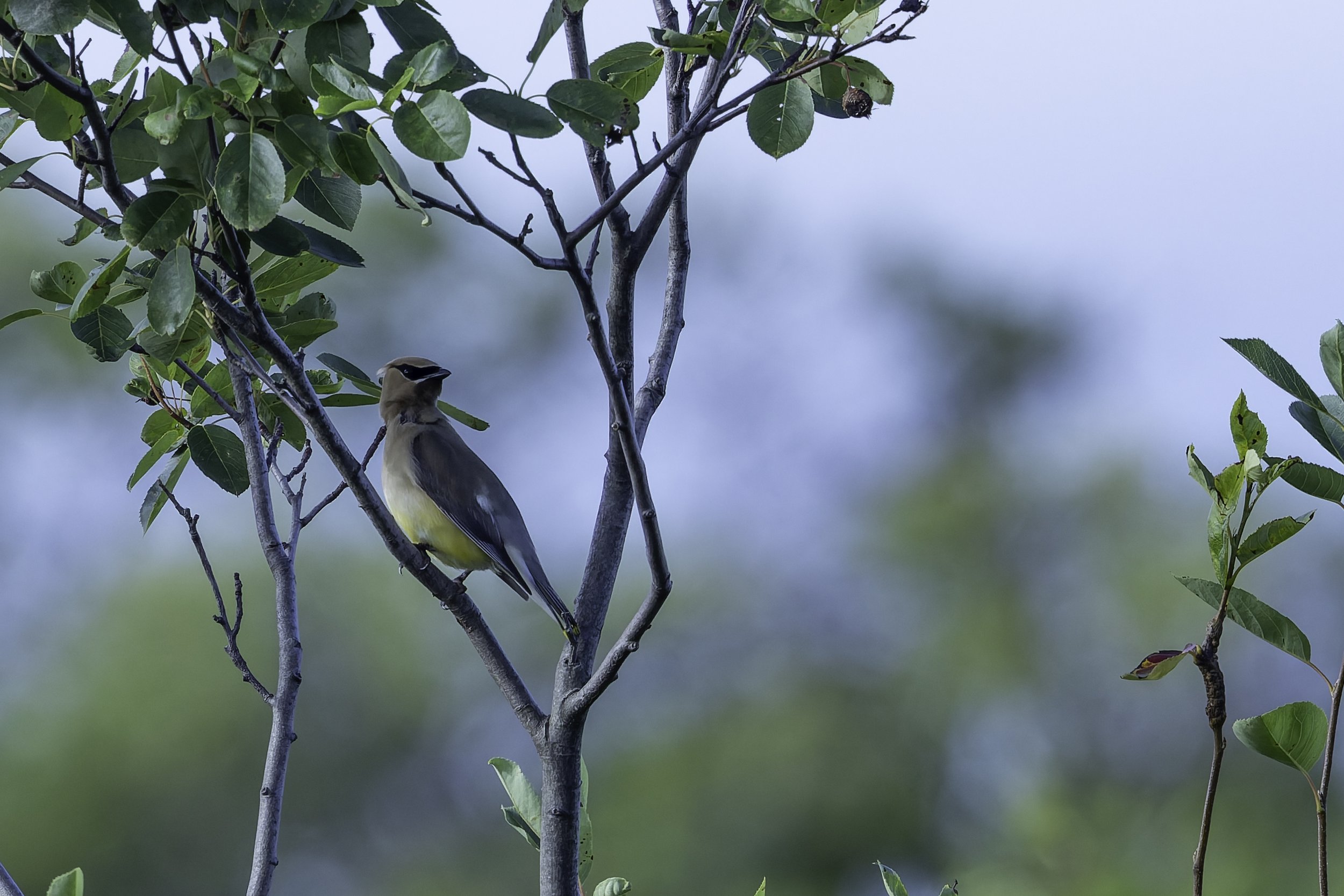 CedarWaxwing.jpg