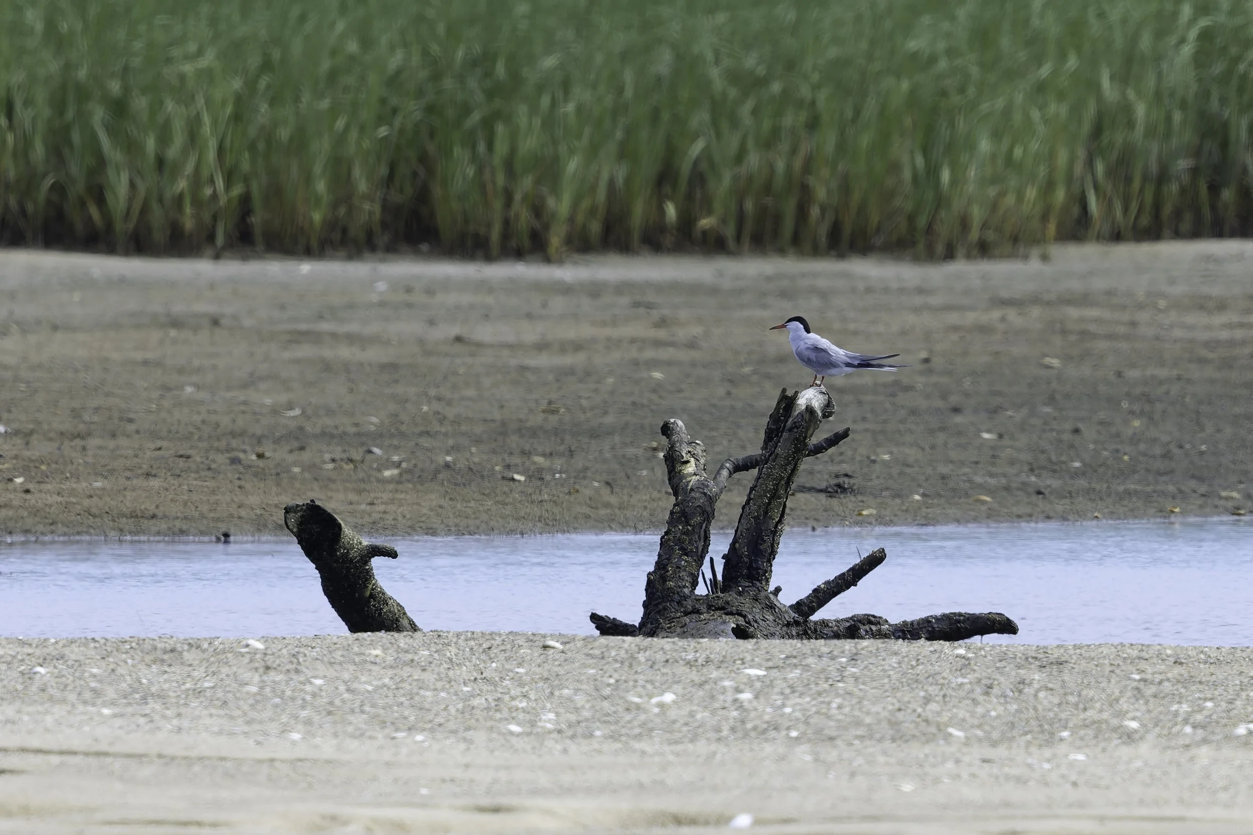 CommonTern.jpg