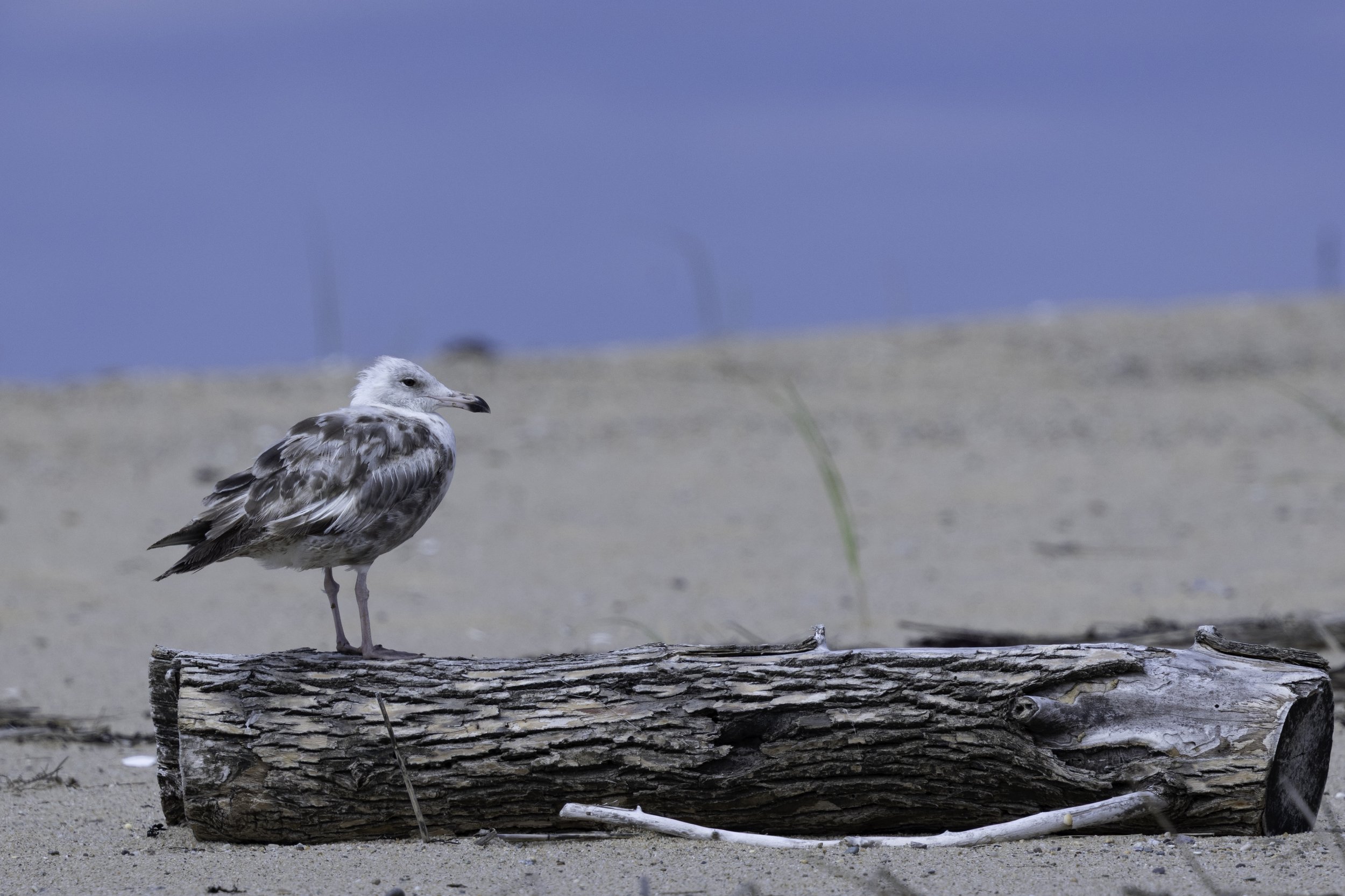 HerringGull.jpg