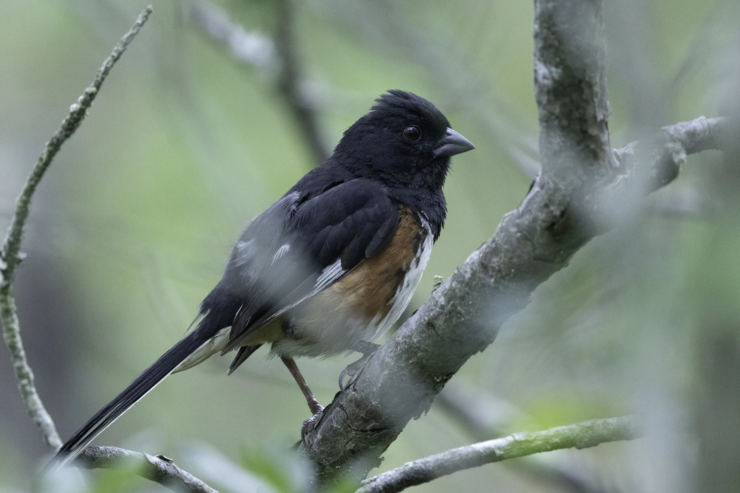 EasternTowhee.jpg
