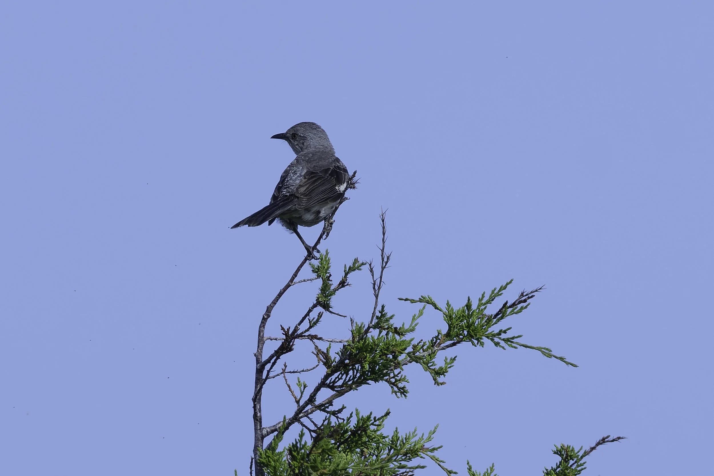 MockingBird.jpg