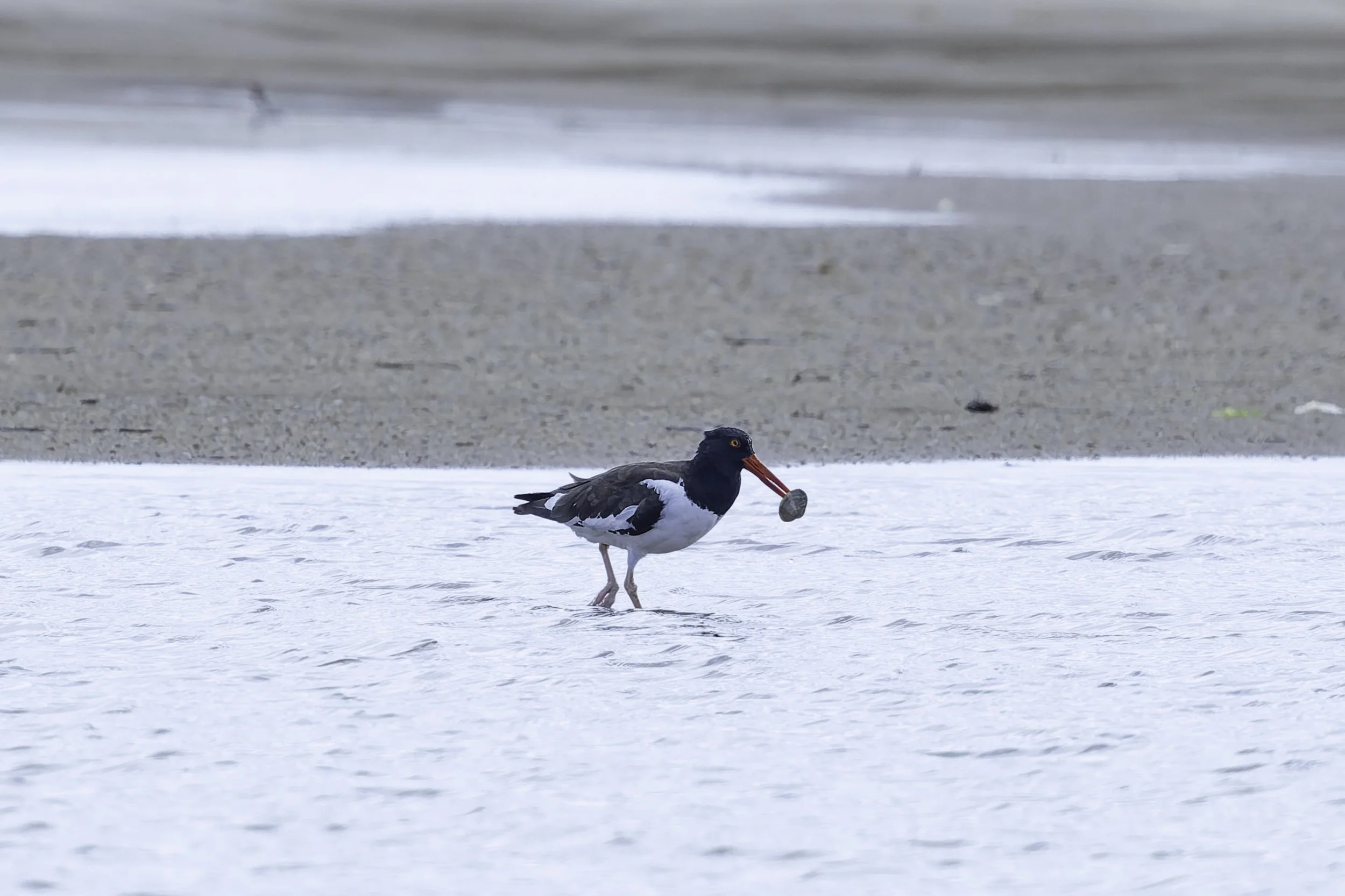 Oystercatcher.jpg