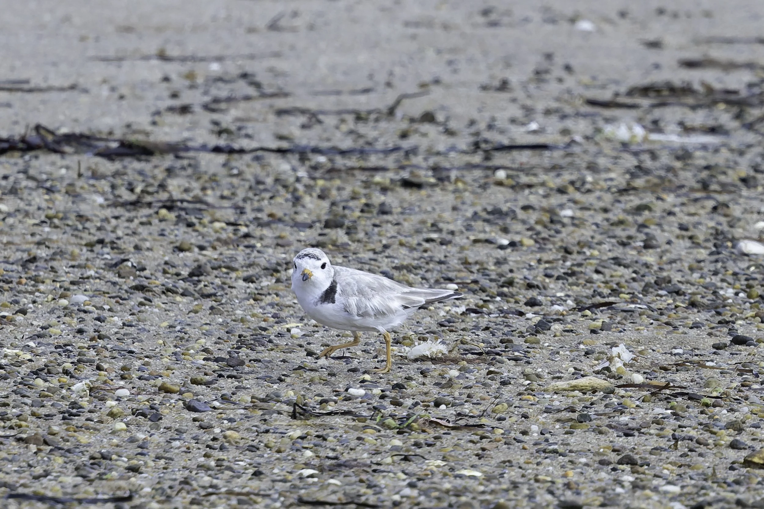PipingPlover.jpg