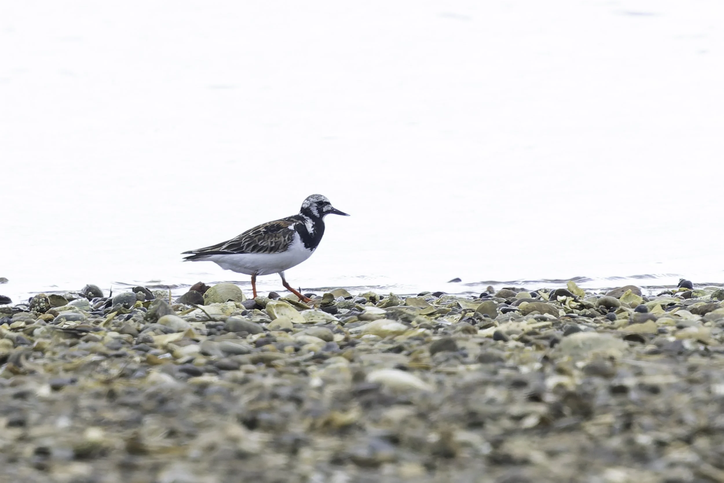 RuddyTurnstone.jpg