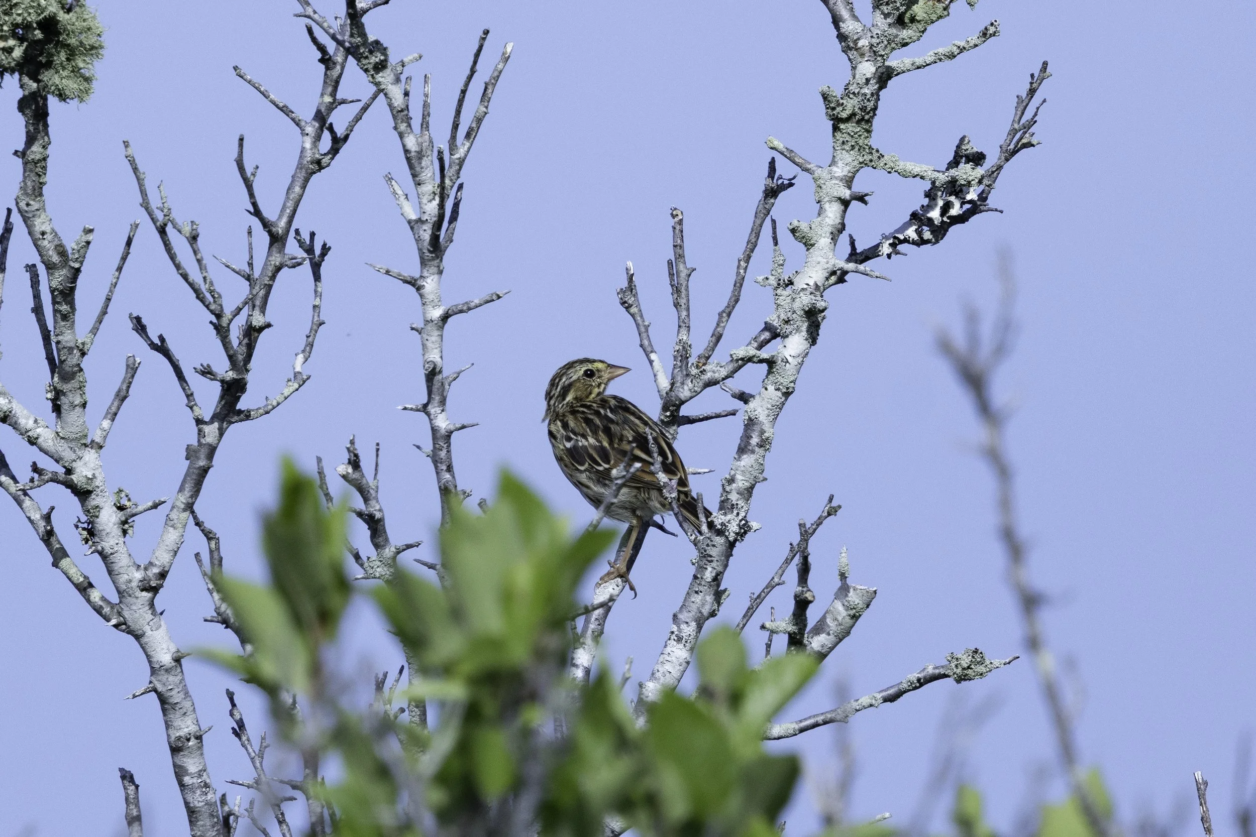 SavannahSparrow_2.jpg