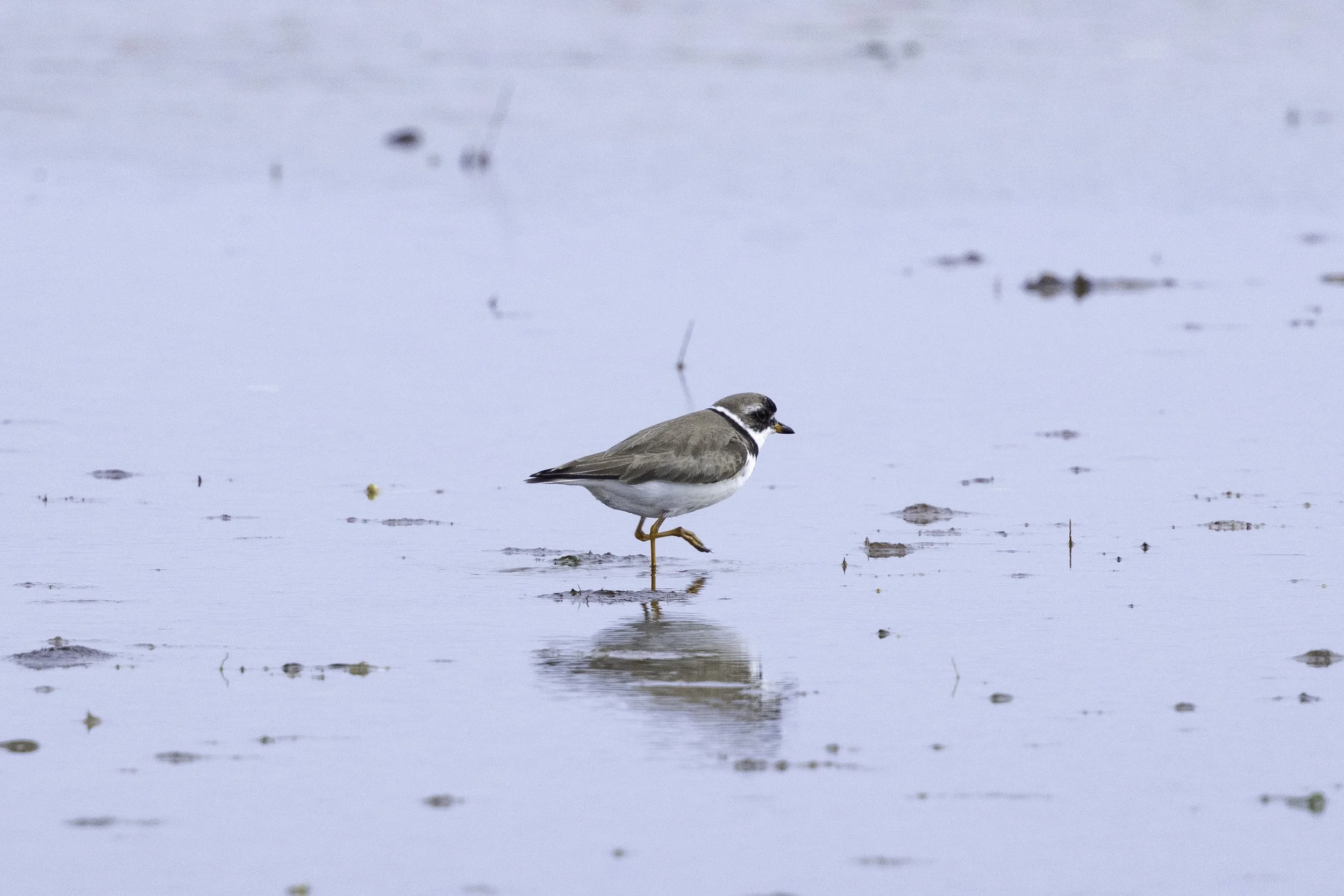 SemipalmatedPlover.jpg