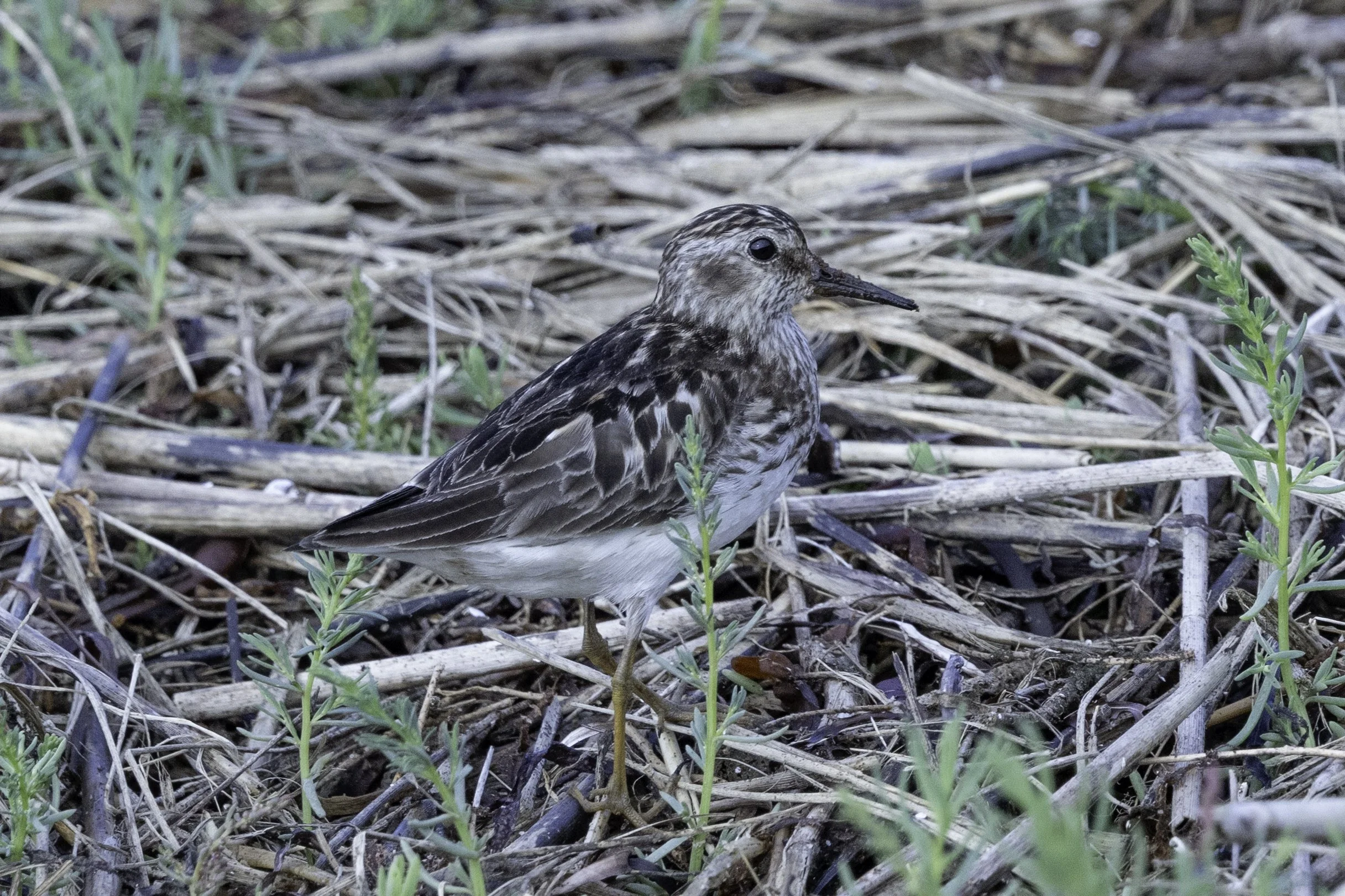 SemipalmatedSandpiper.jpg