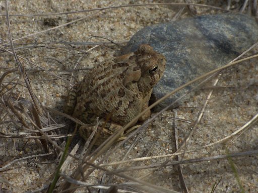 Listening to the Wetlands: Amphibian Research at Shank Painter and Clapps Ponds