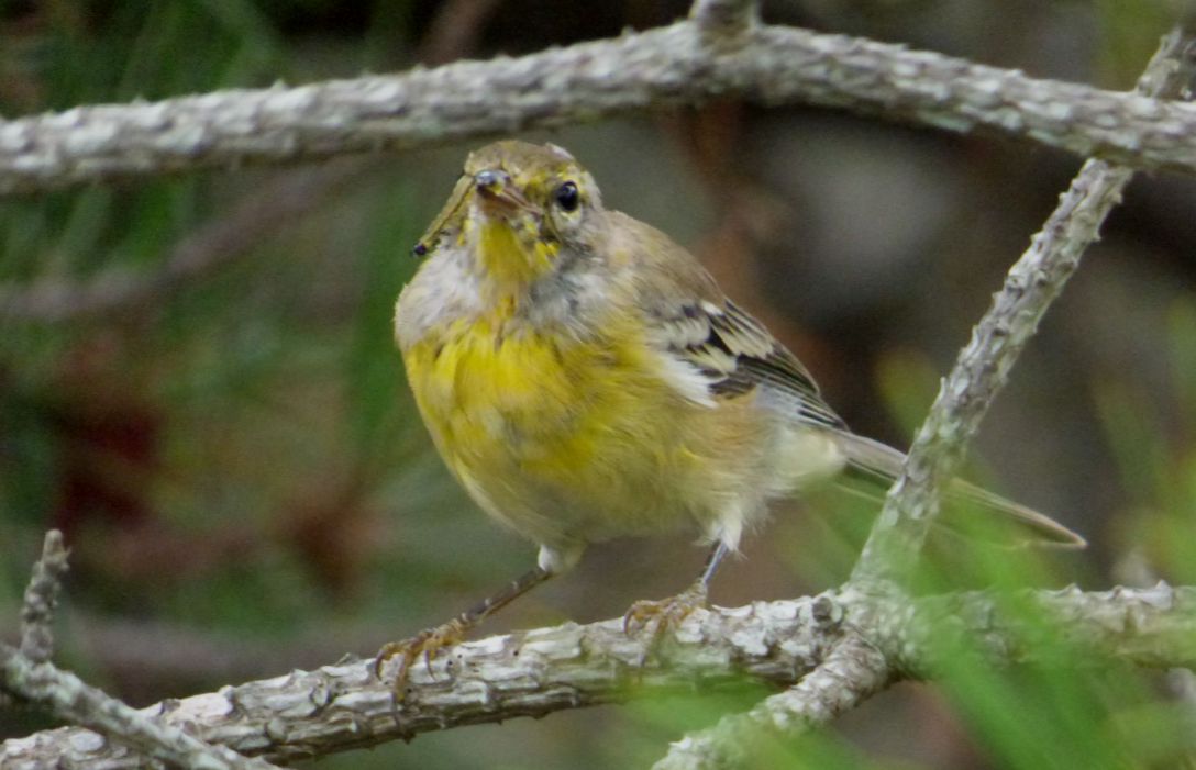 Birding Beyond Migration: Discovering Provincetown’s Summer Birds