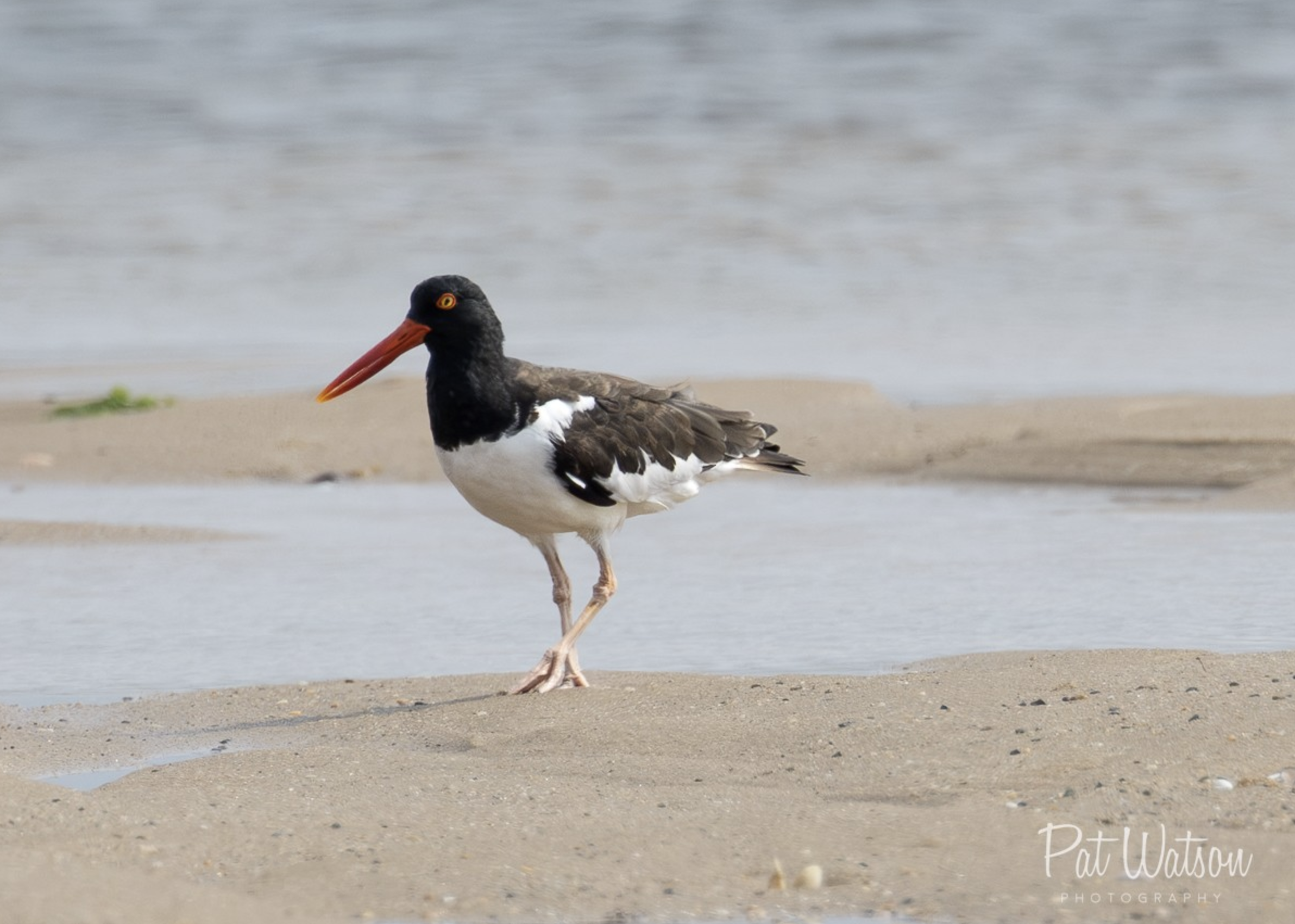 Oyster Catcher