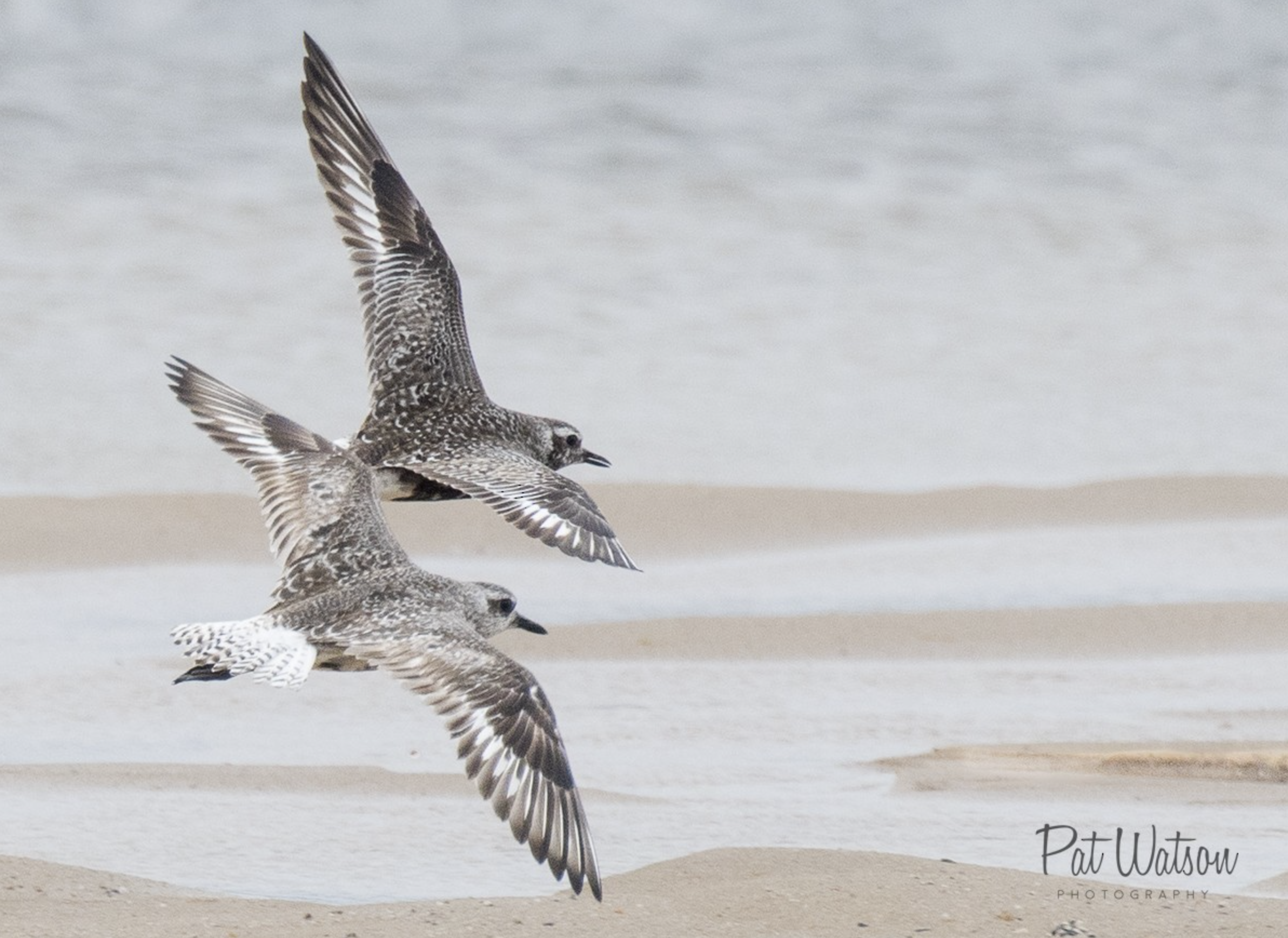 Black-bellied Plovers